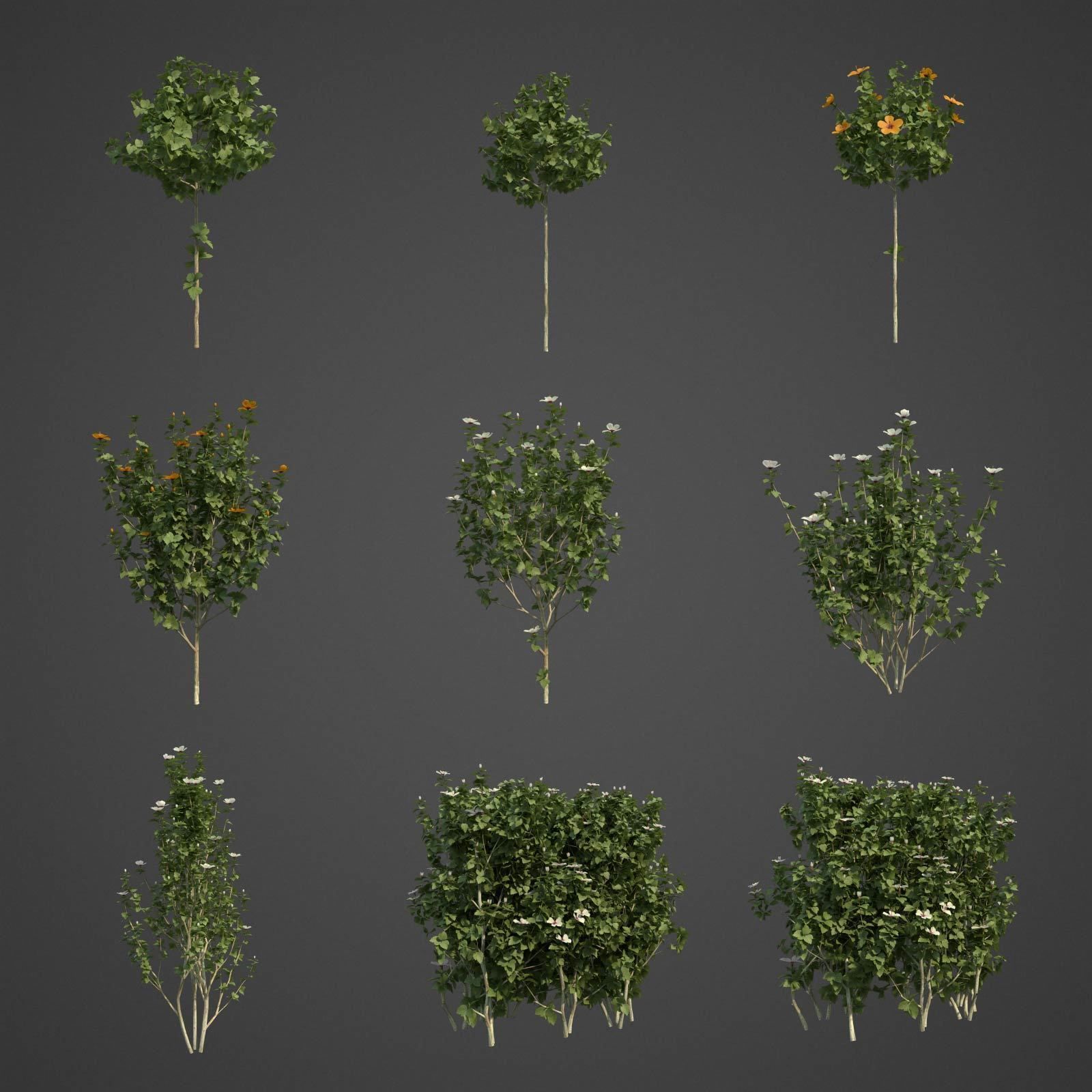 2021 PBR Hibiscus Collection 3D model_2