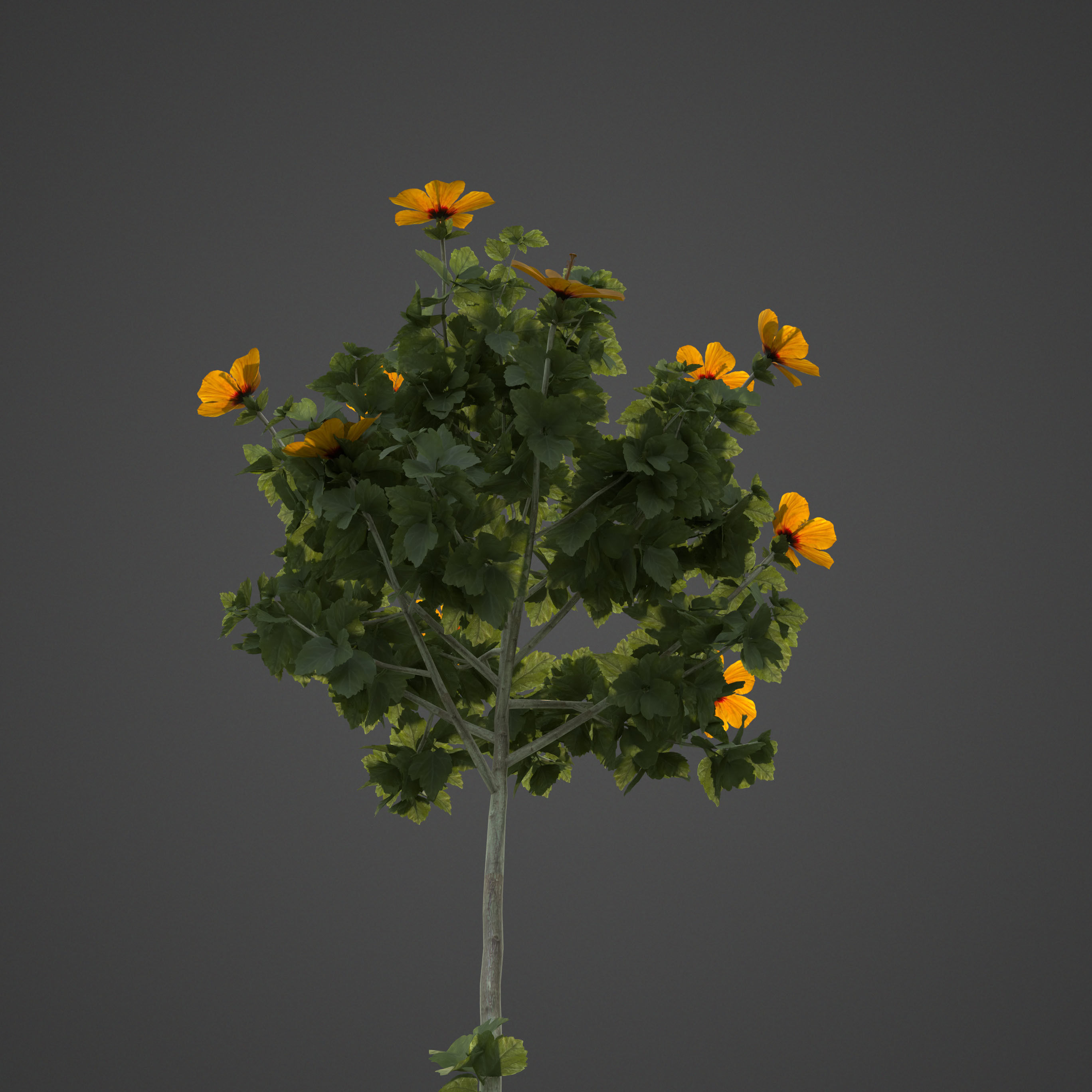 2021 PBR Hibiscus Collection 3D model_7