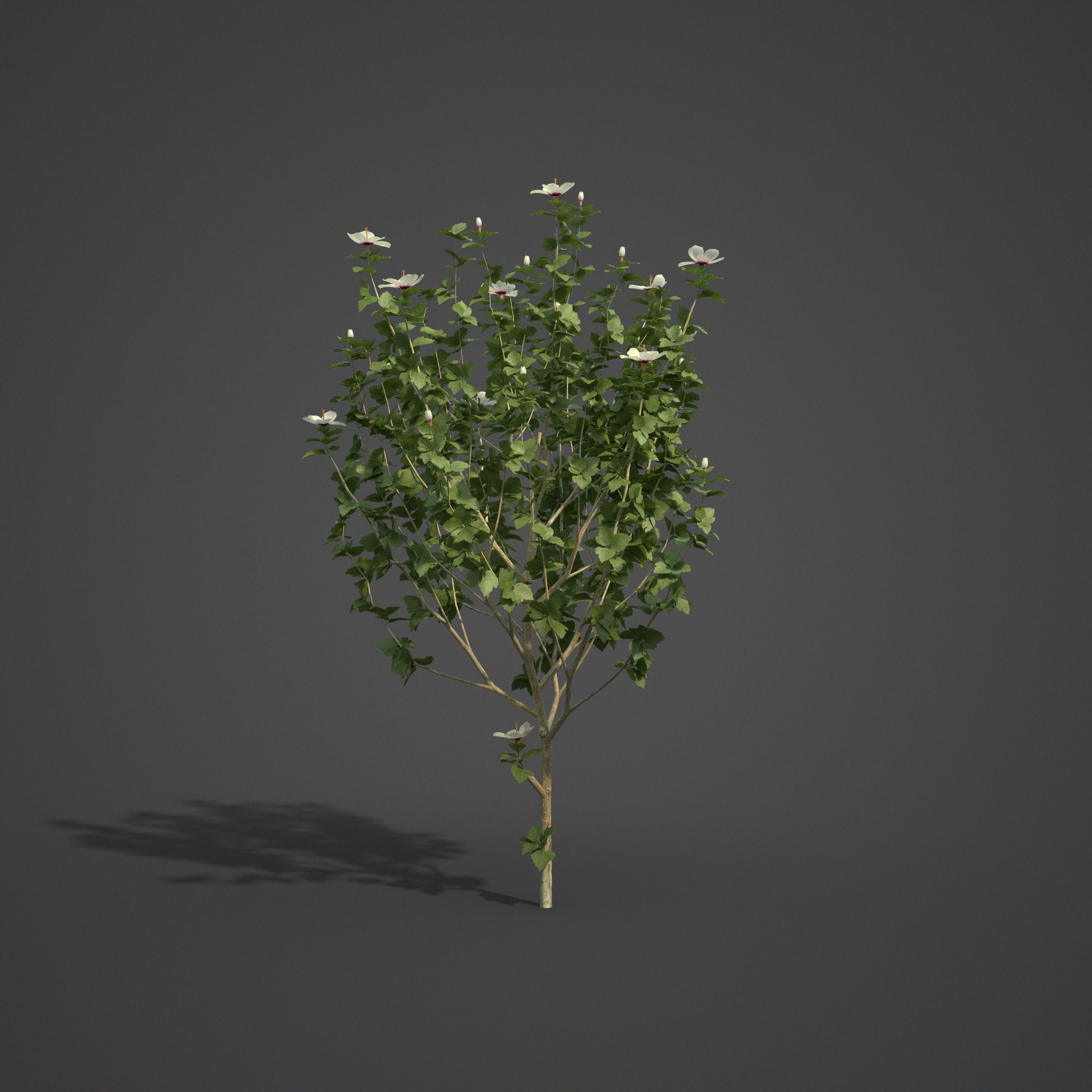 2021 PBR Hibiscus Collection 3D model_5