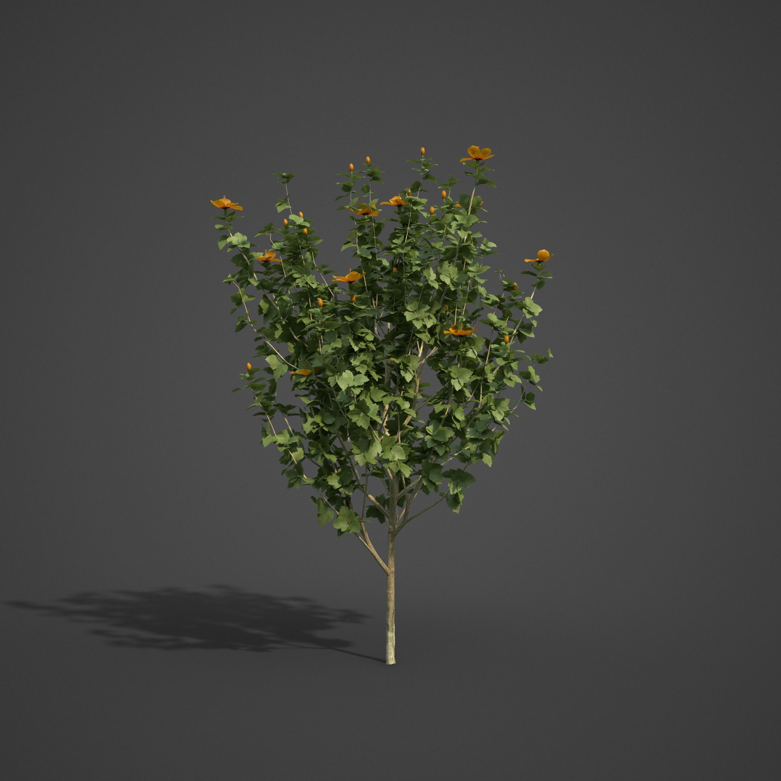 2021 PBR Hibiscus Collection 3D model_4
