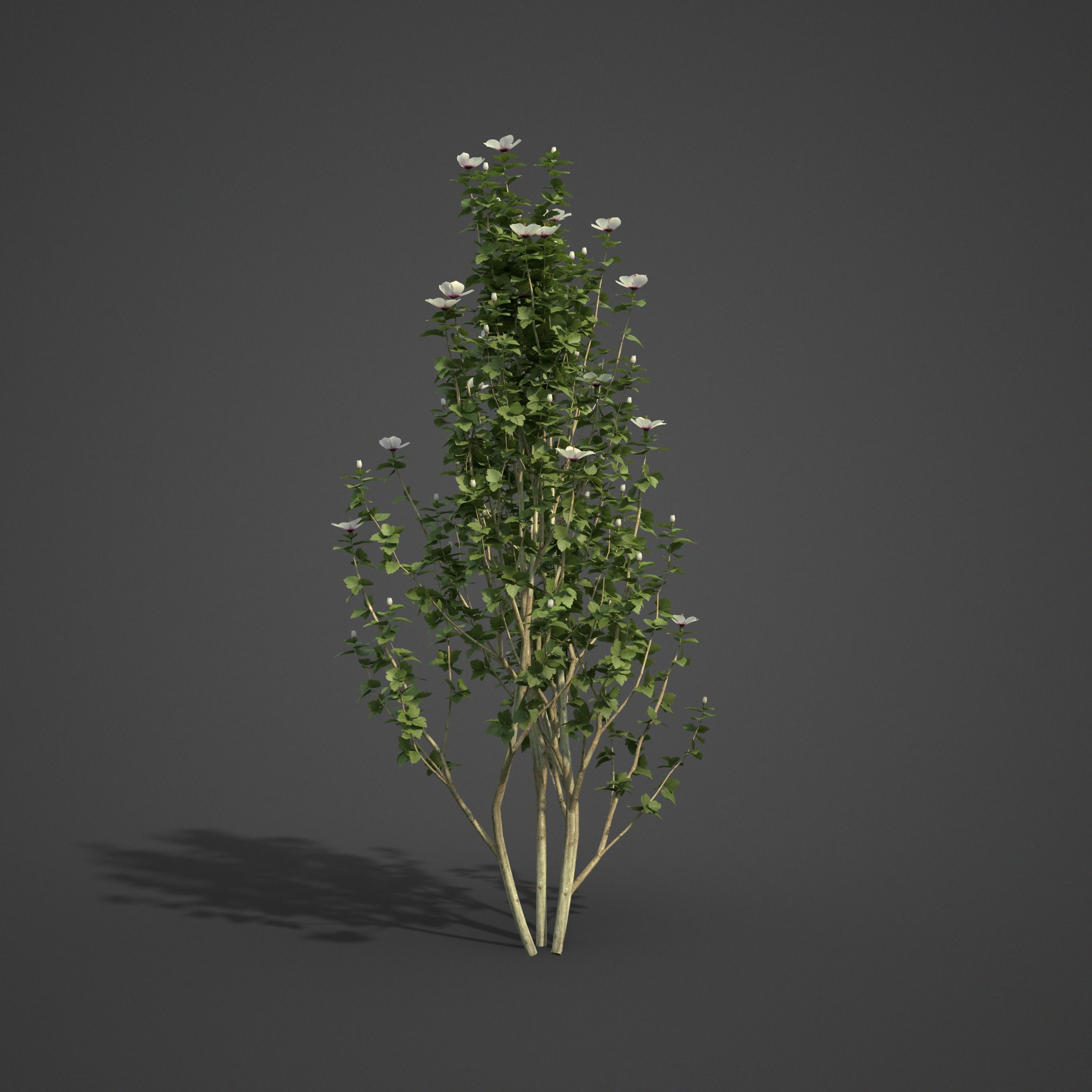 2021 PBR Hibiscus Collection 3D model_6