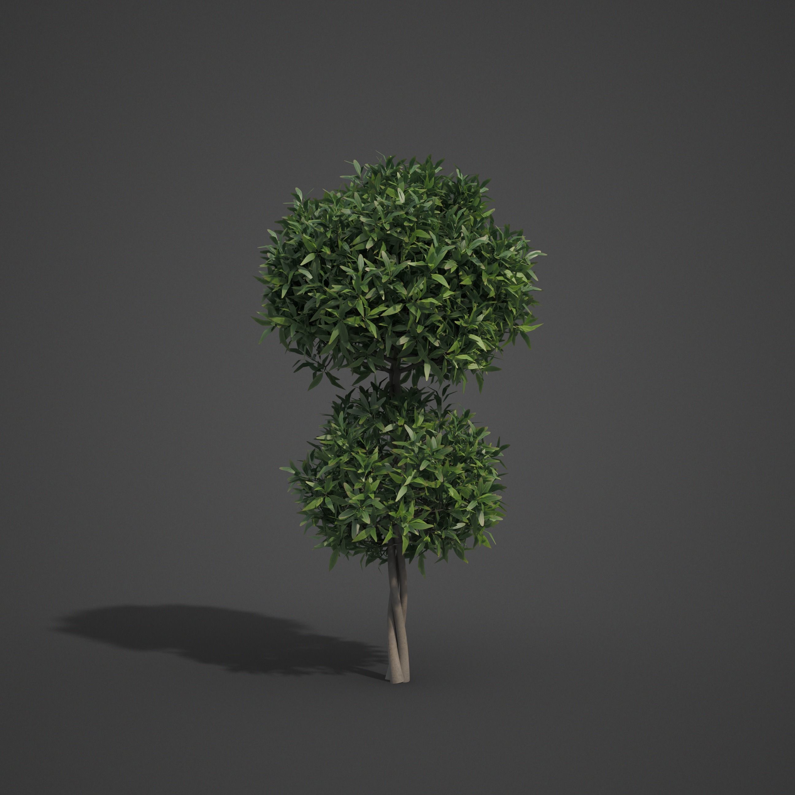 2021 PBR Common Privet Collection - Ligustrum Vulgare  3D model_4