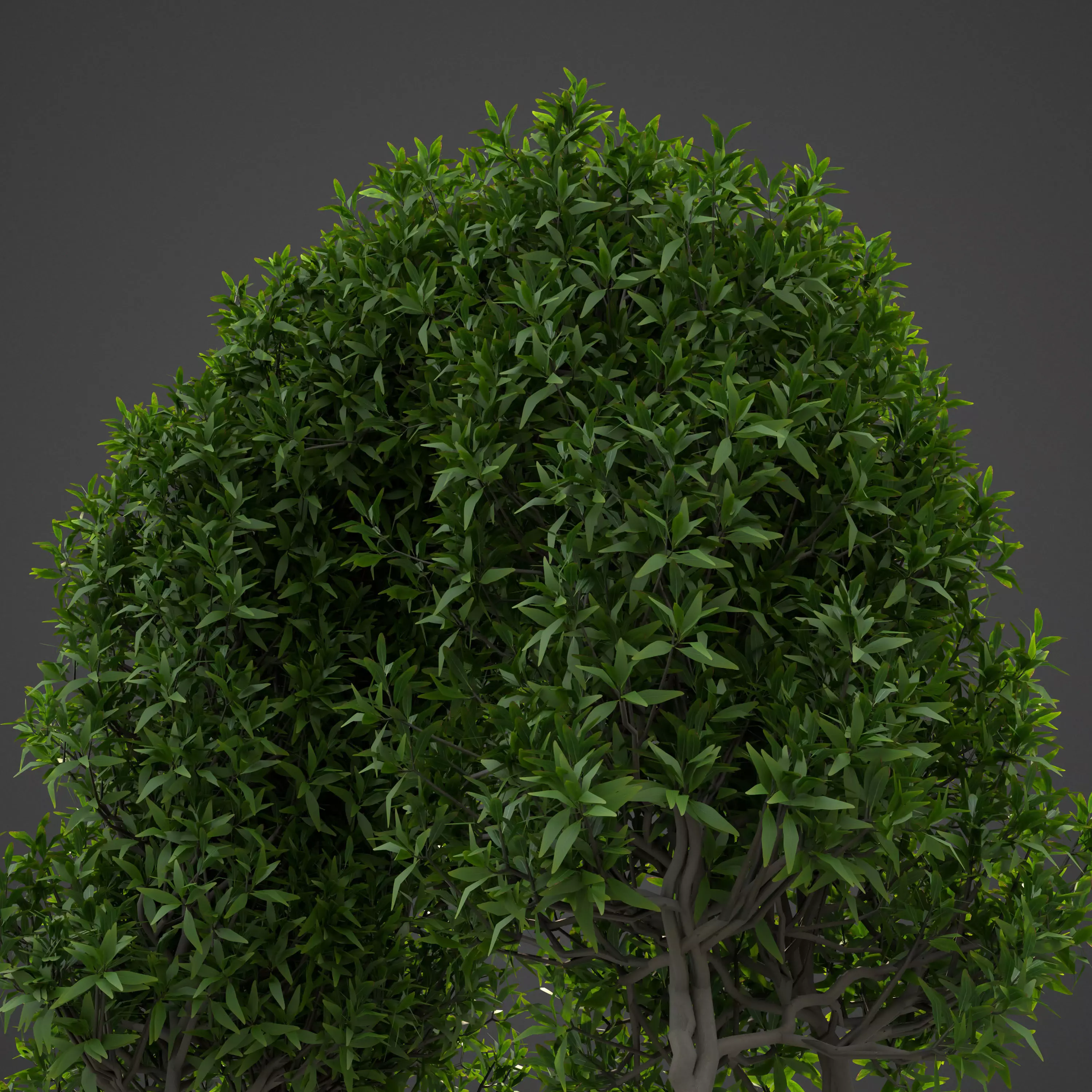 2021 PBR Common Privet Collection - Ligustrum Vulgare  3D model_0