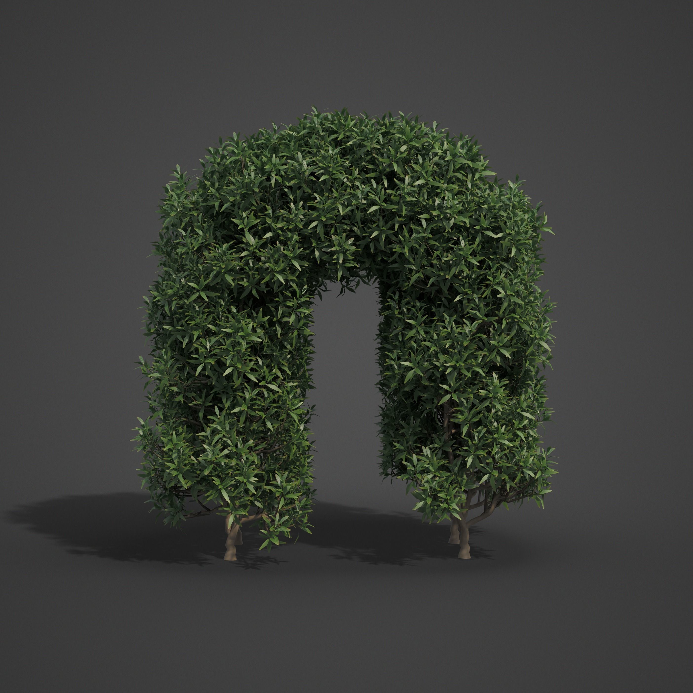 2021 PBR Common Privet Collection - Ligustrum Vulgare  3D model_5