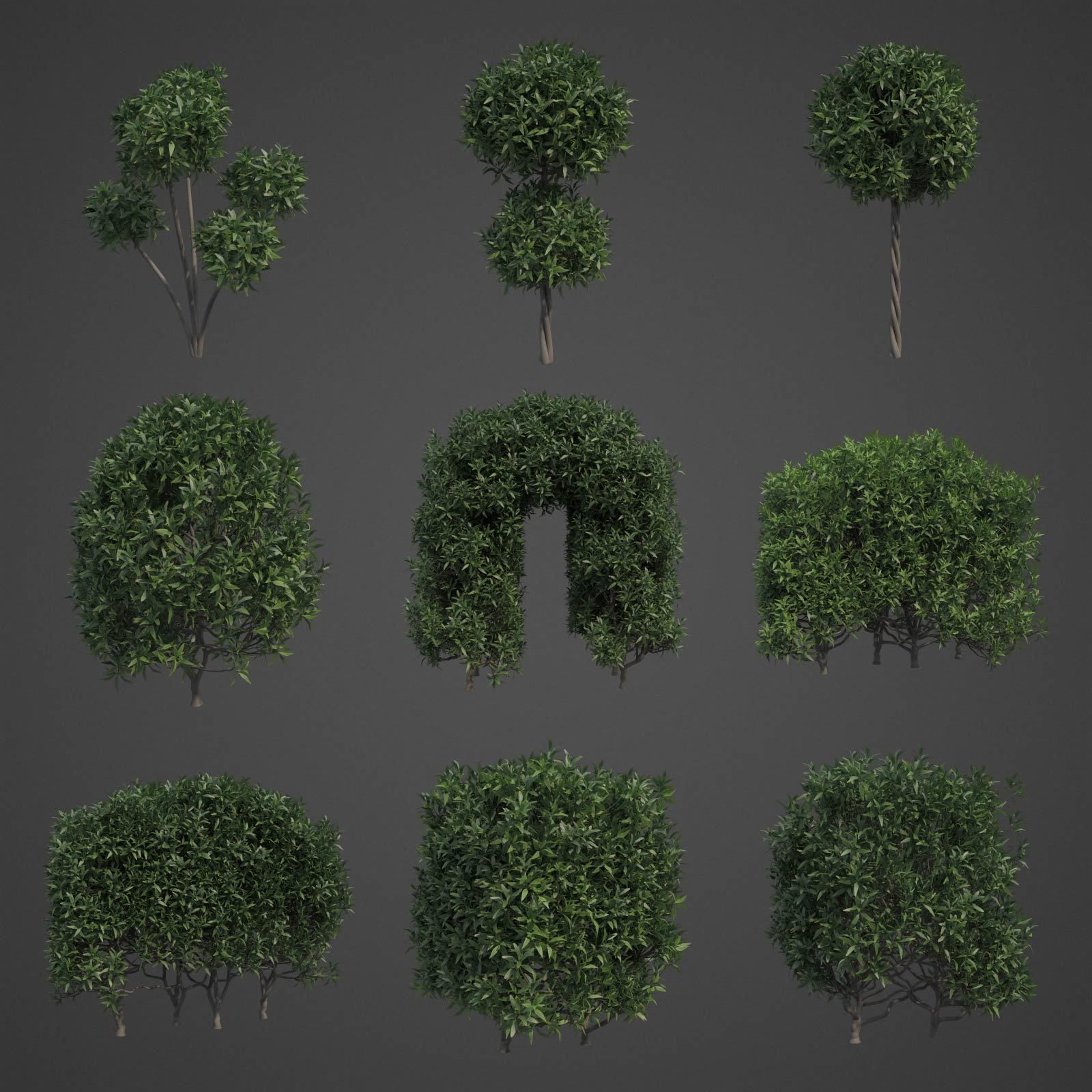 2021 PBR Common Privet Collection - Ligustrum Vulgare  3D model_2