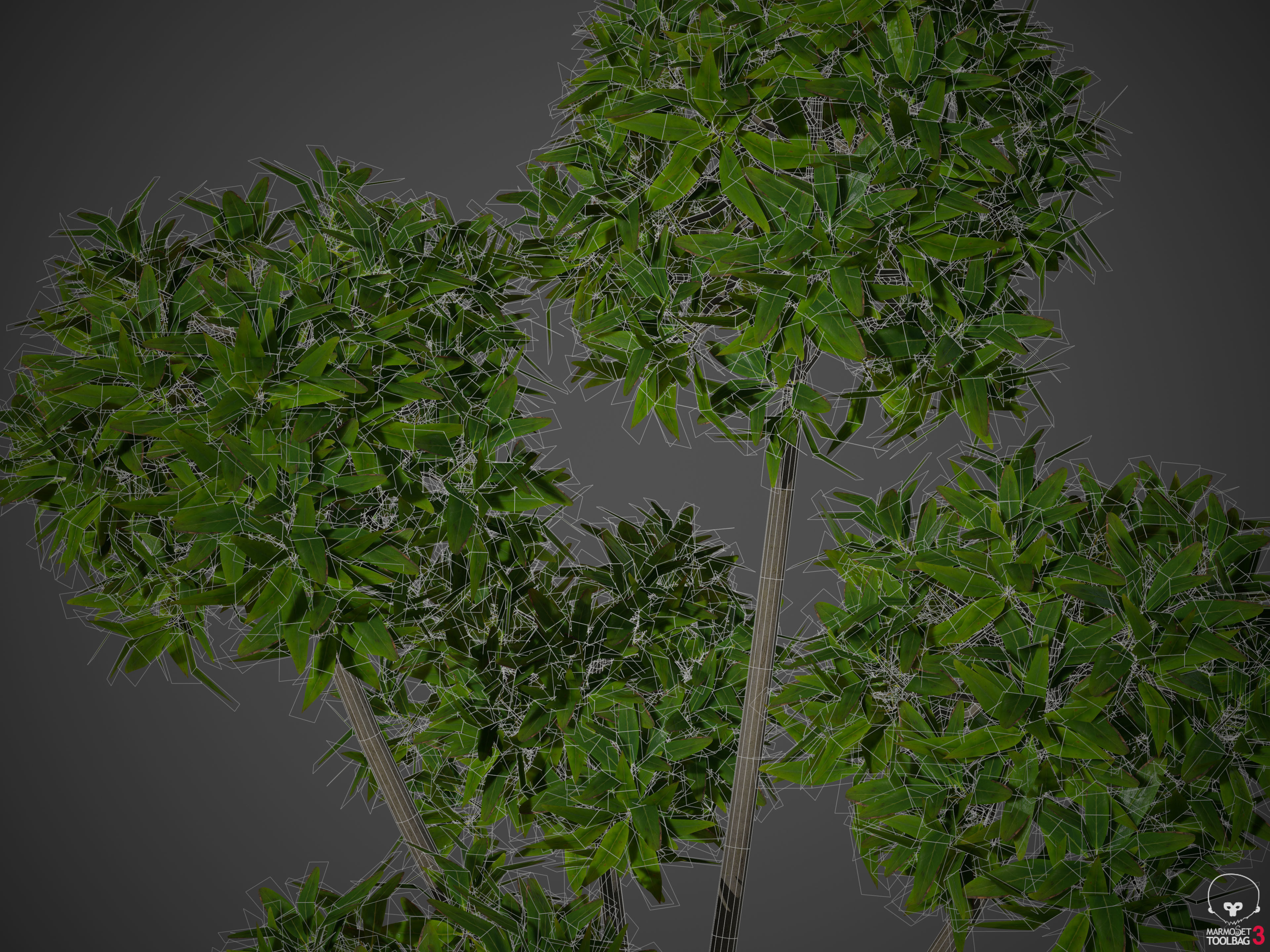2021 PBR Common Privet Collection - Ligustrum Vulgare  3D model_9