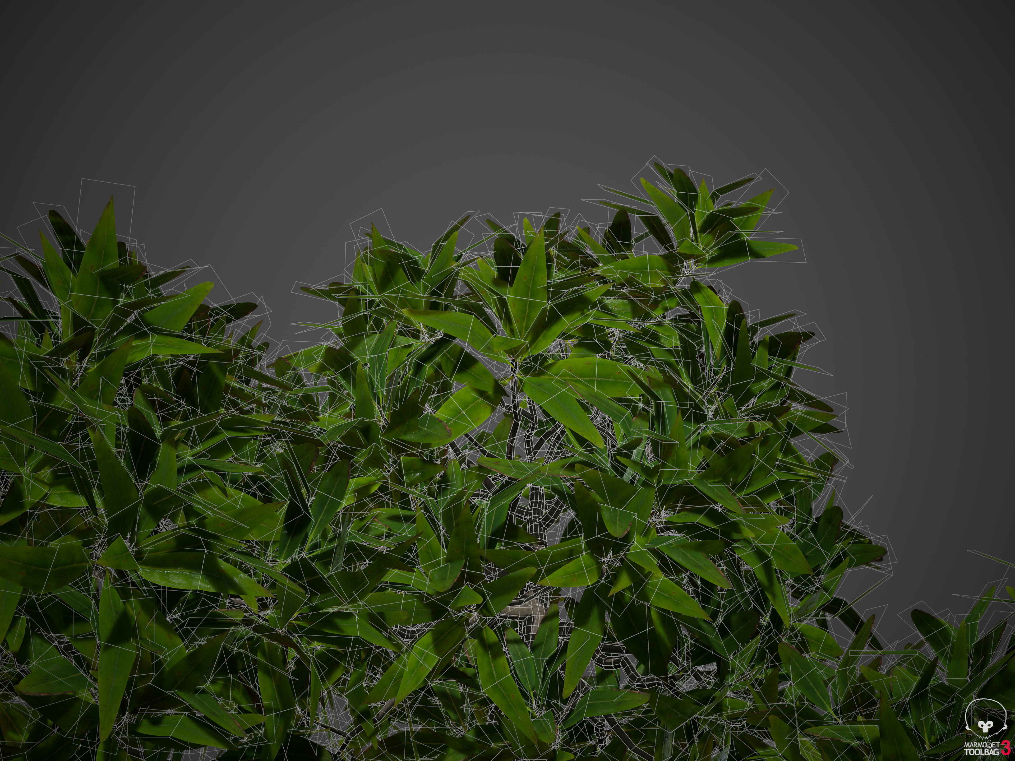 2021 PBR Common Privet Collection - Ligustrum Vulgare  3D model_10