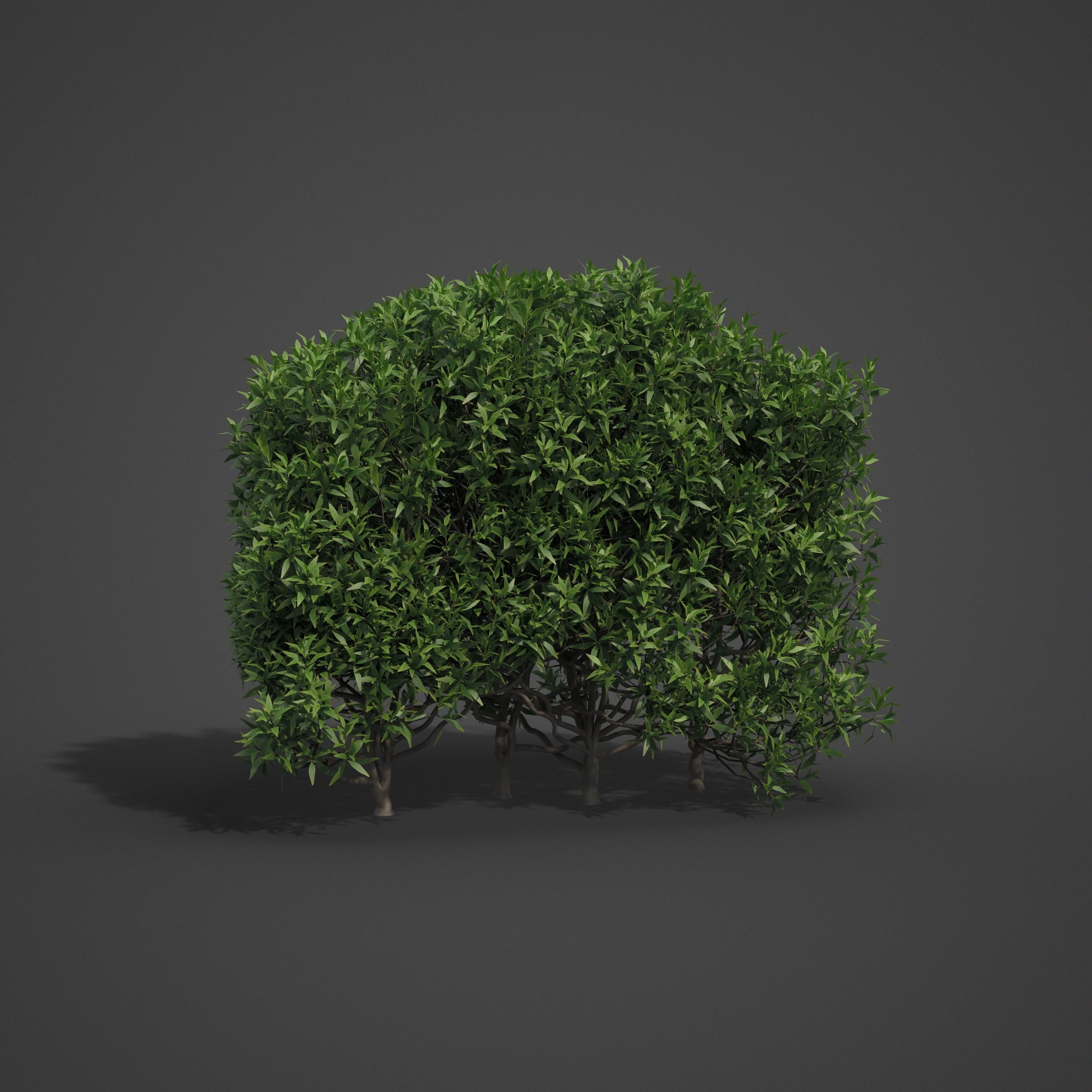 2021 PBR Common Privet Collection - Ligustrum Vulgare  3D model_7