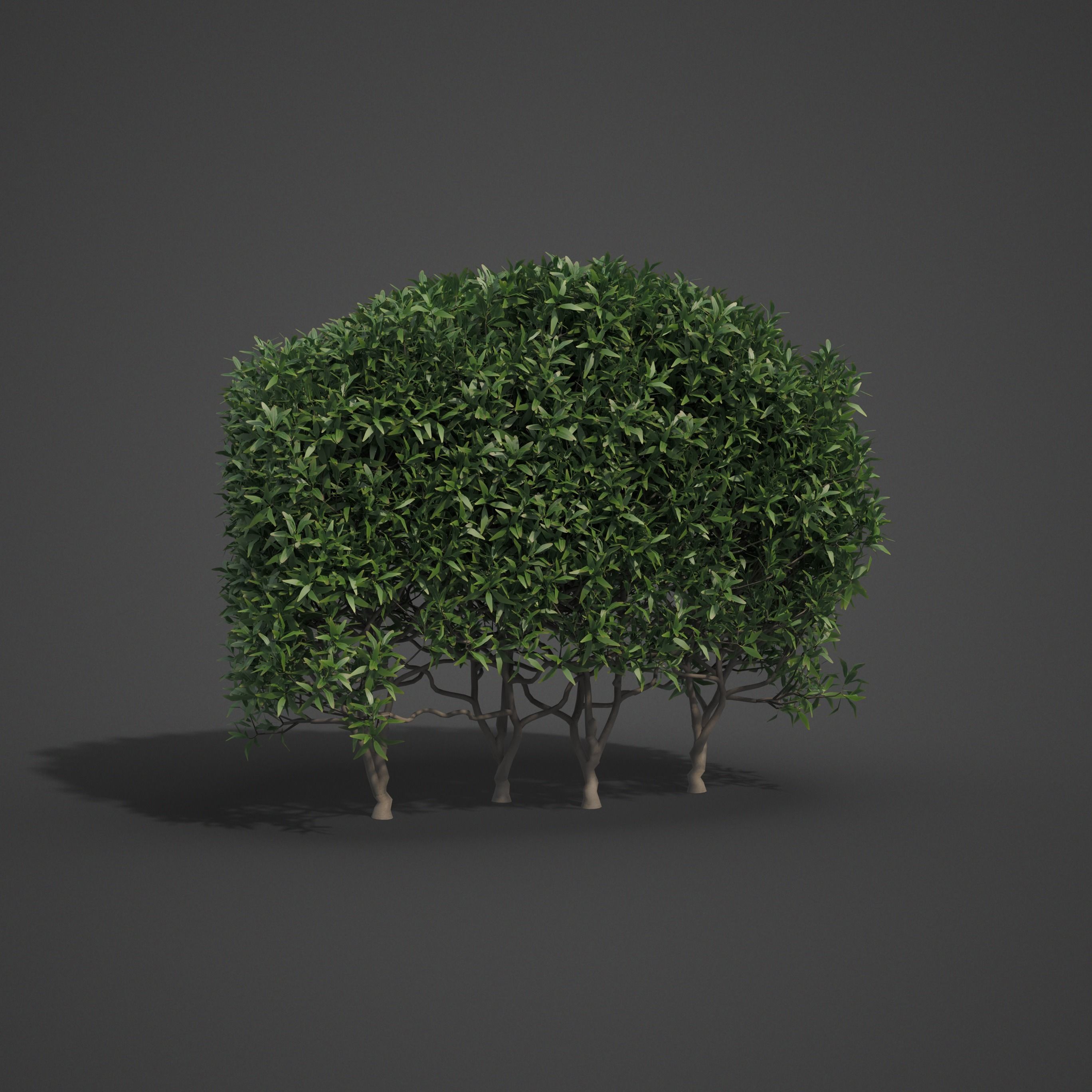 2021 PBR Common Privet Collection - Ligustrum Vulgare  3D model_6