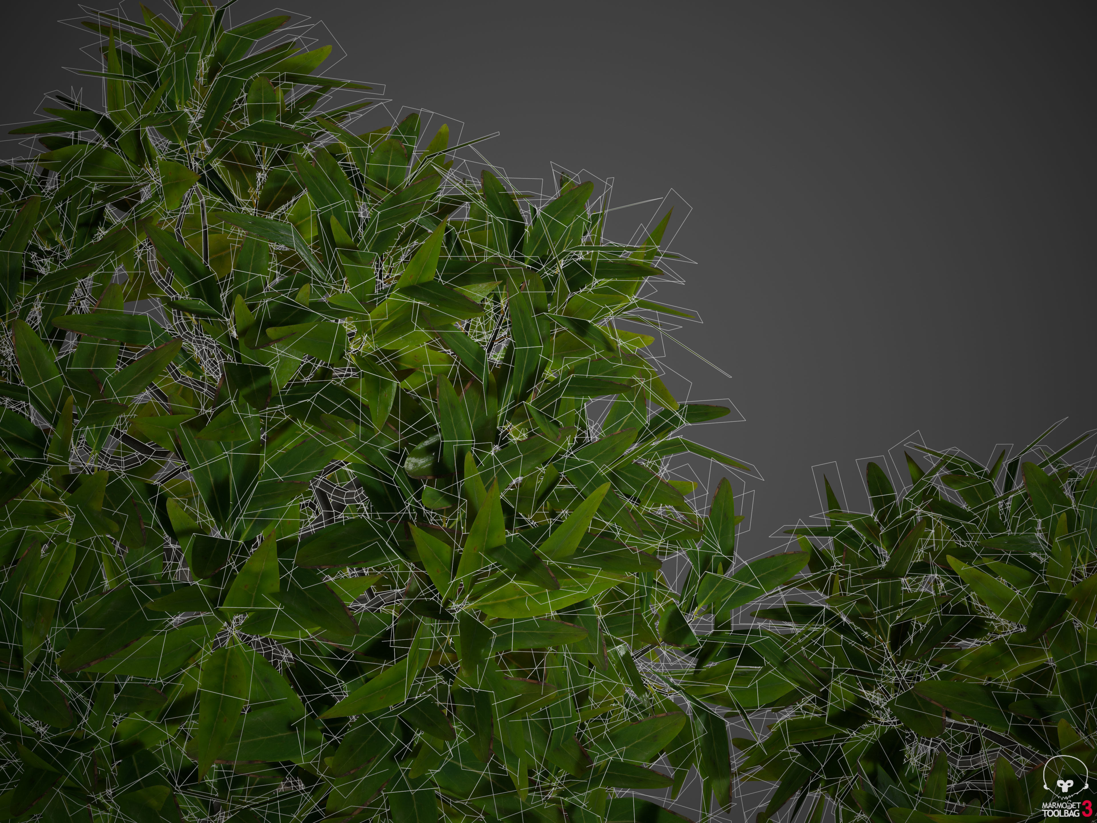 2021 PBR Common Privet Collection - Ligustrum Vulgare  3D model_8
