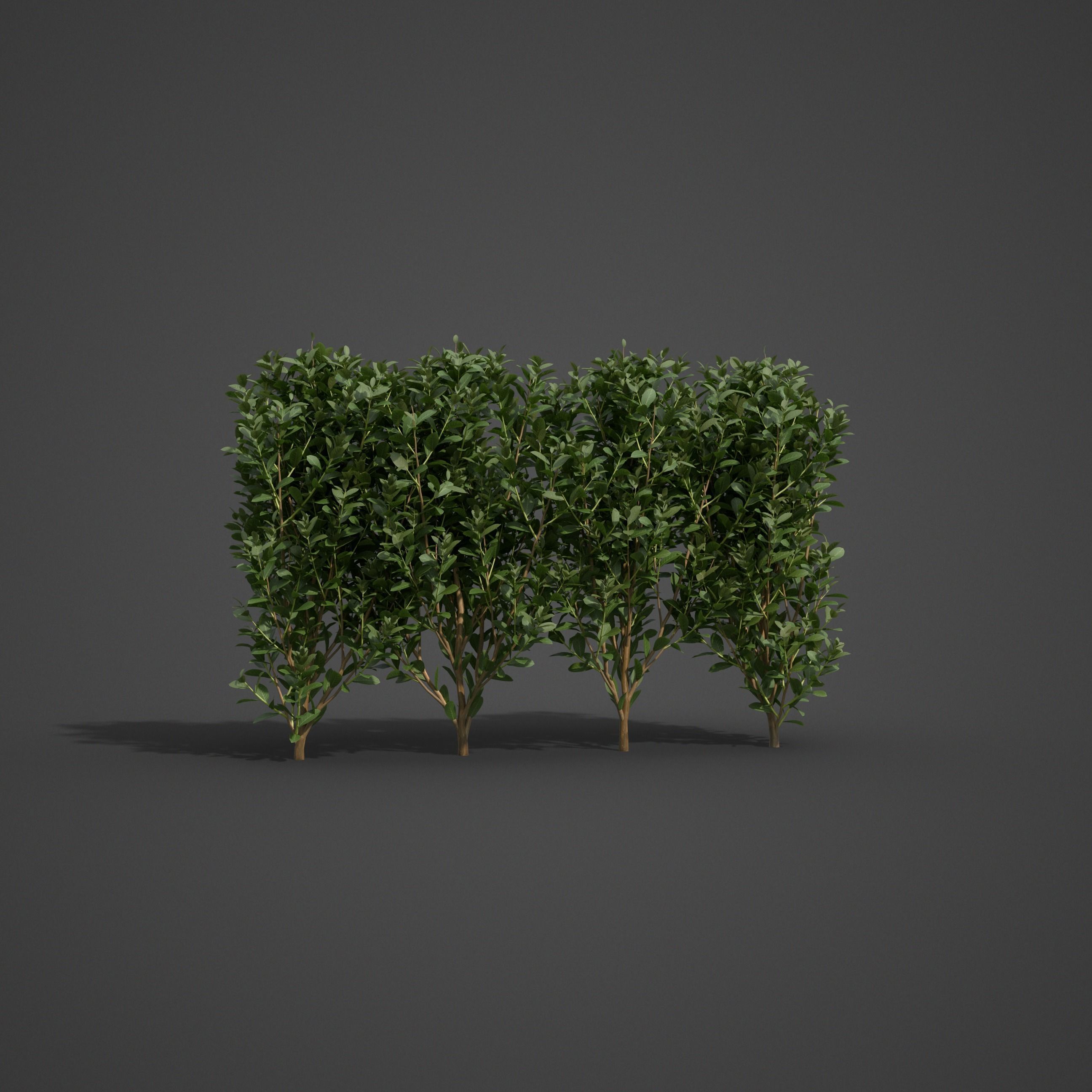2021 PBR Cherry Laurel Collection - Prunus Laurocerasus  3D model_5