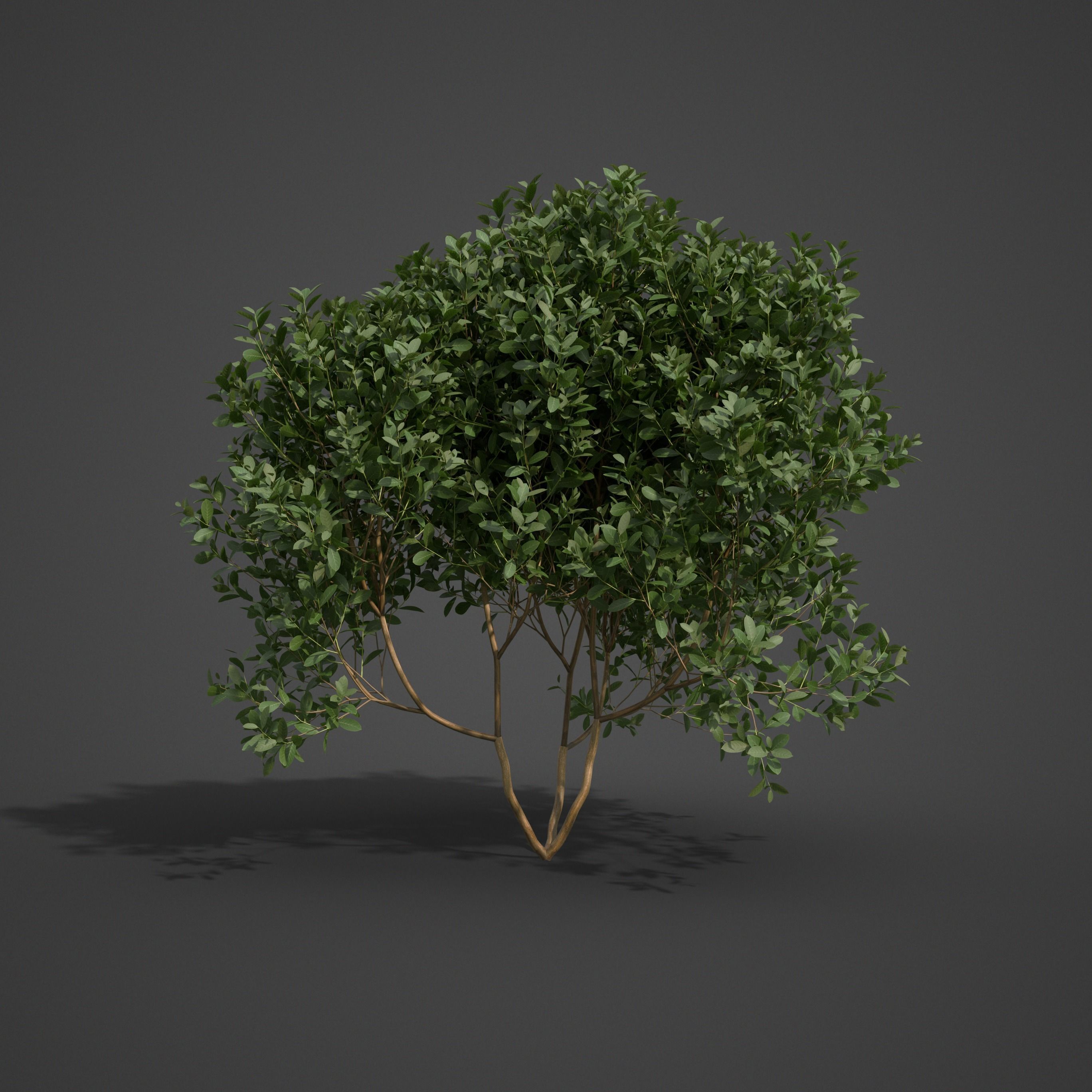 2021 PBR Cherry Laurel Collection - Prunus Laurocerasus  3D model_3