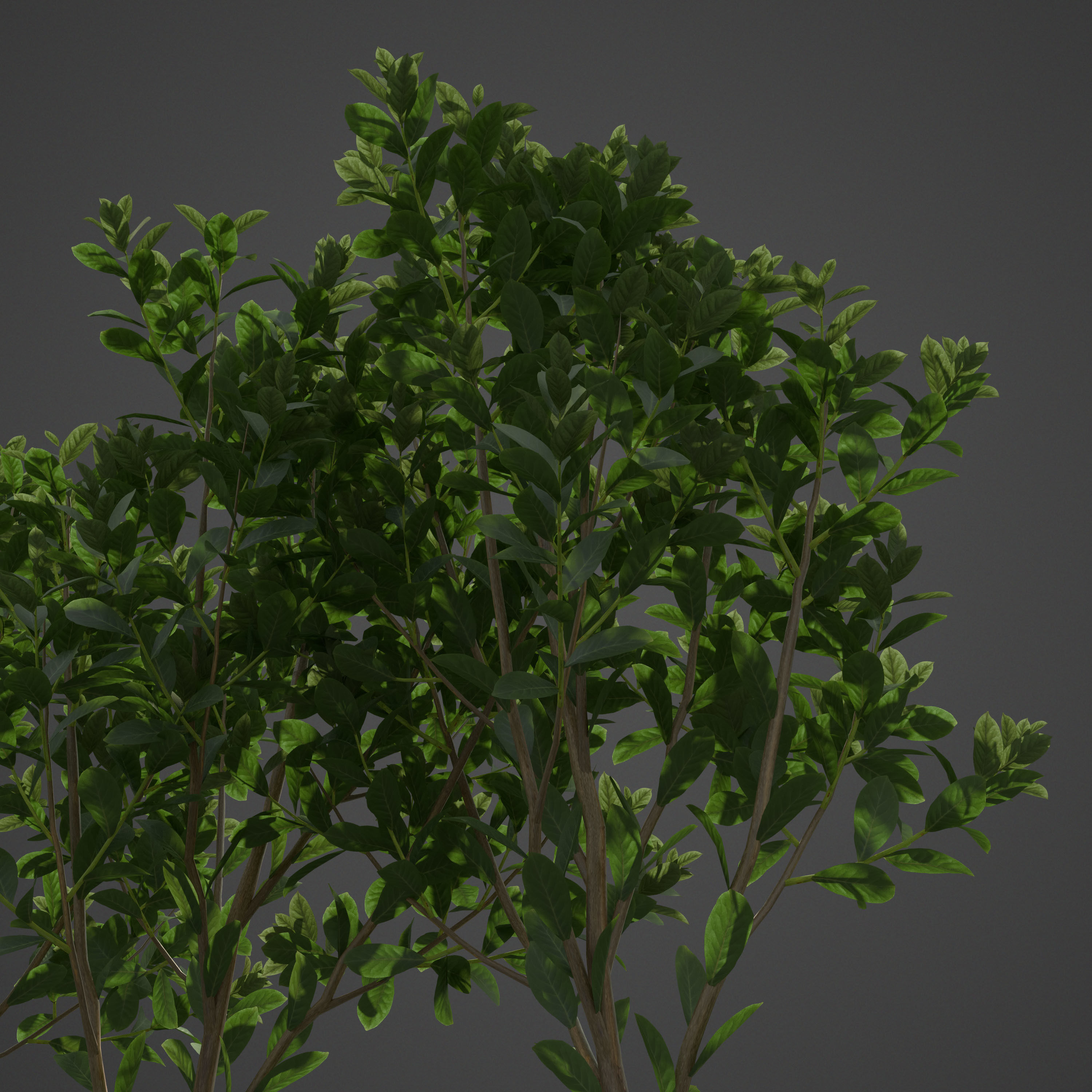 2021 PBR Cherry Laurel Collection - Prunus Laurocerasus  3D model_4