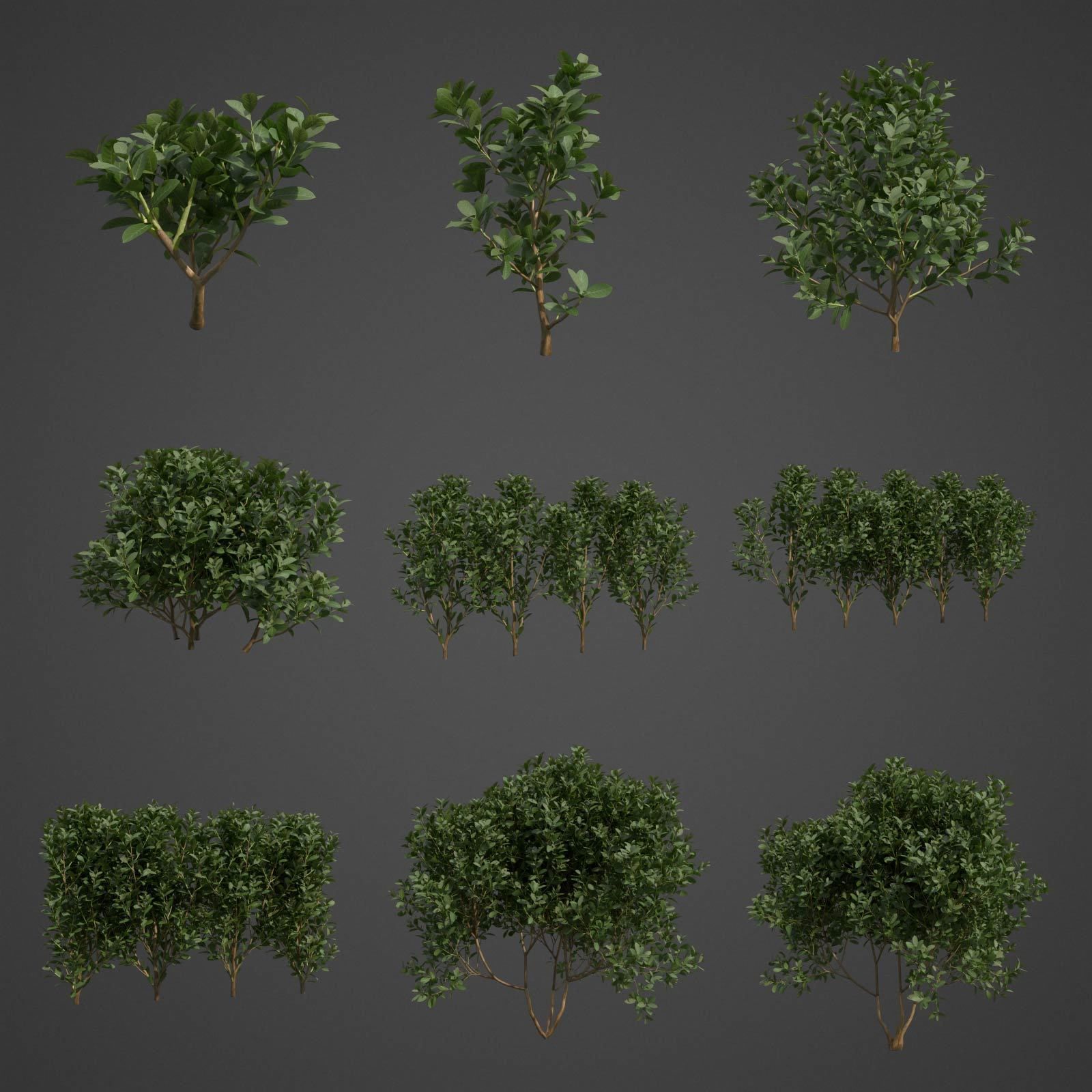 2021 PBR Cherry Laurel Collection - Prunus Laurocerasus  3D model_2