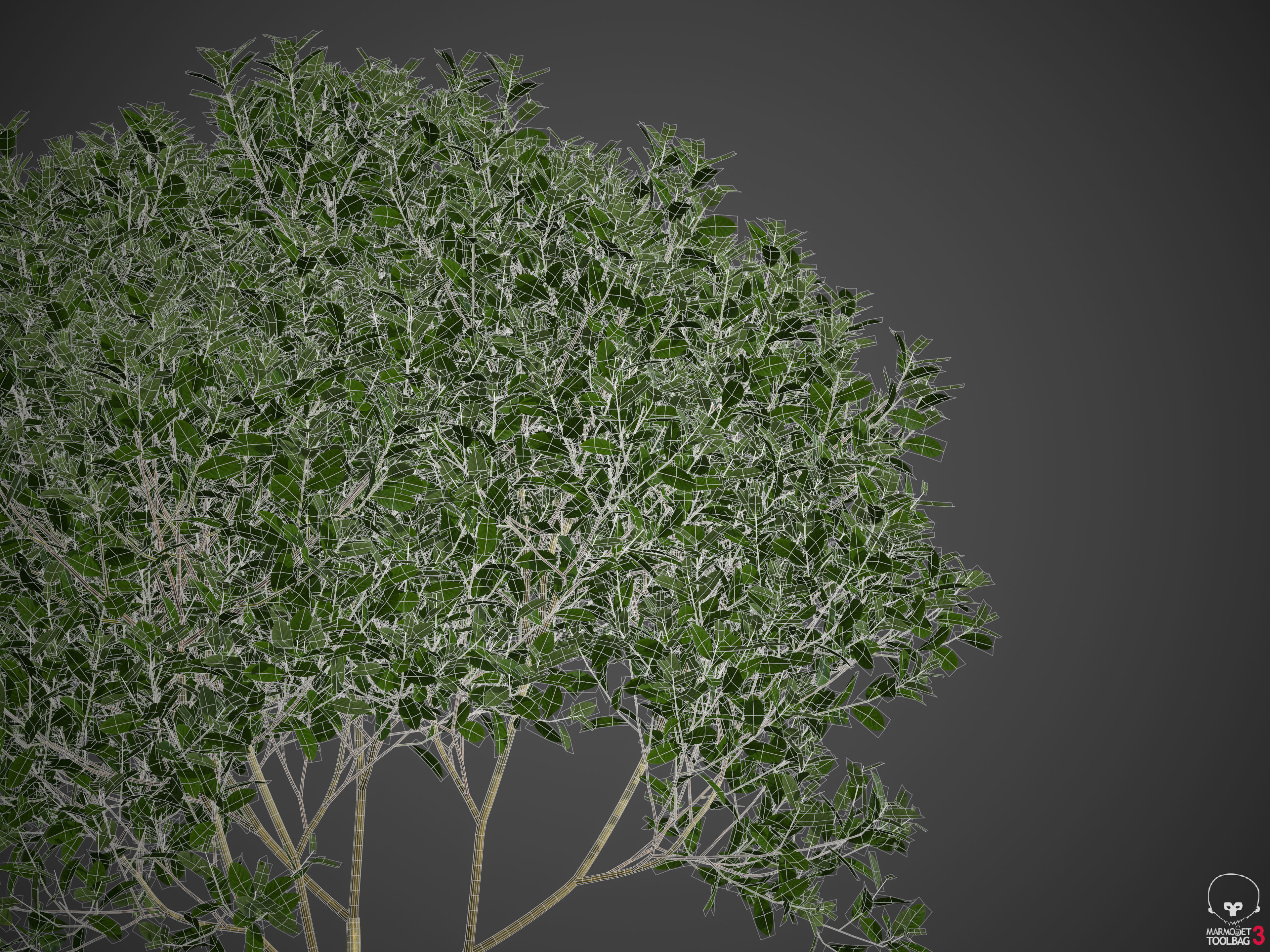2021 PBR Cherry Laurel Collection - Prunus Laurocerasus  3D model_6