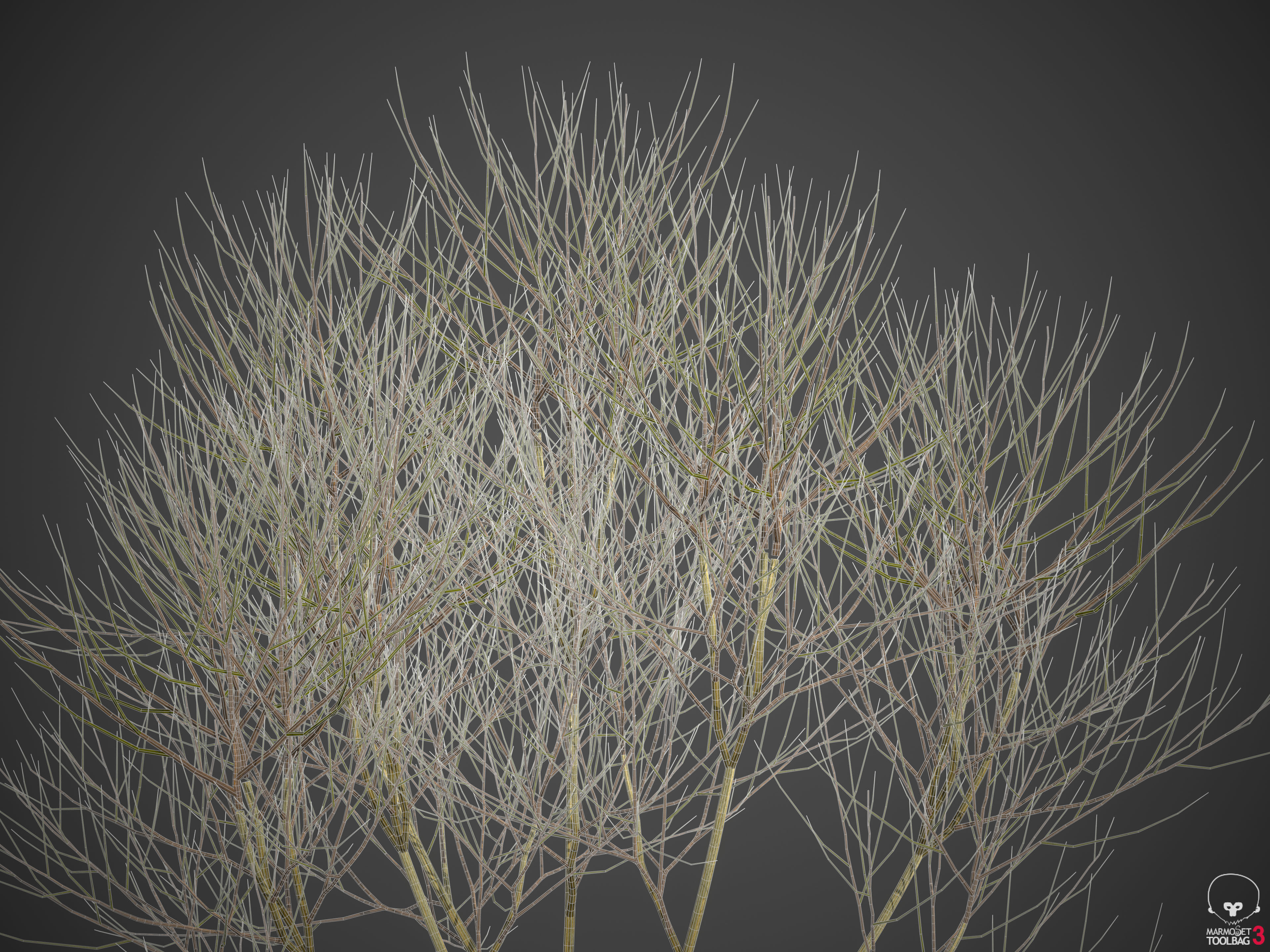 2021 PBR Cherry Laurel Collection - Prunus Laurocerasus  3D model_7