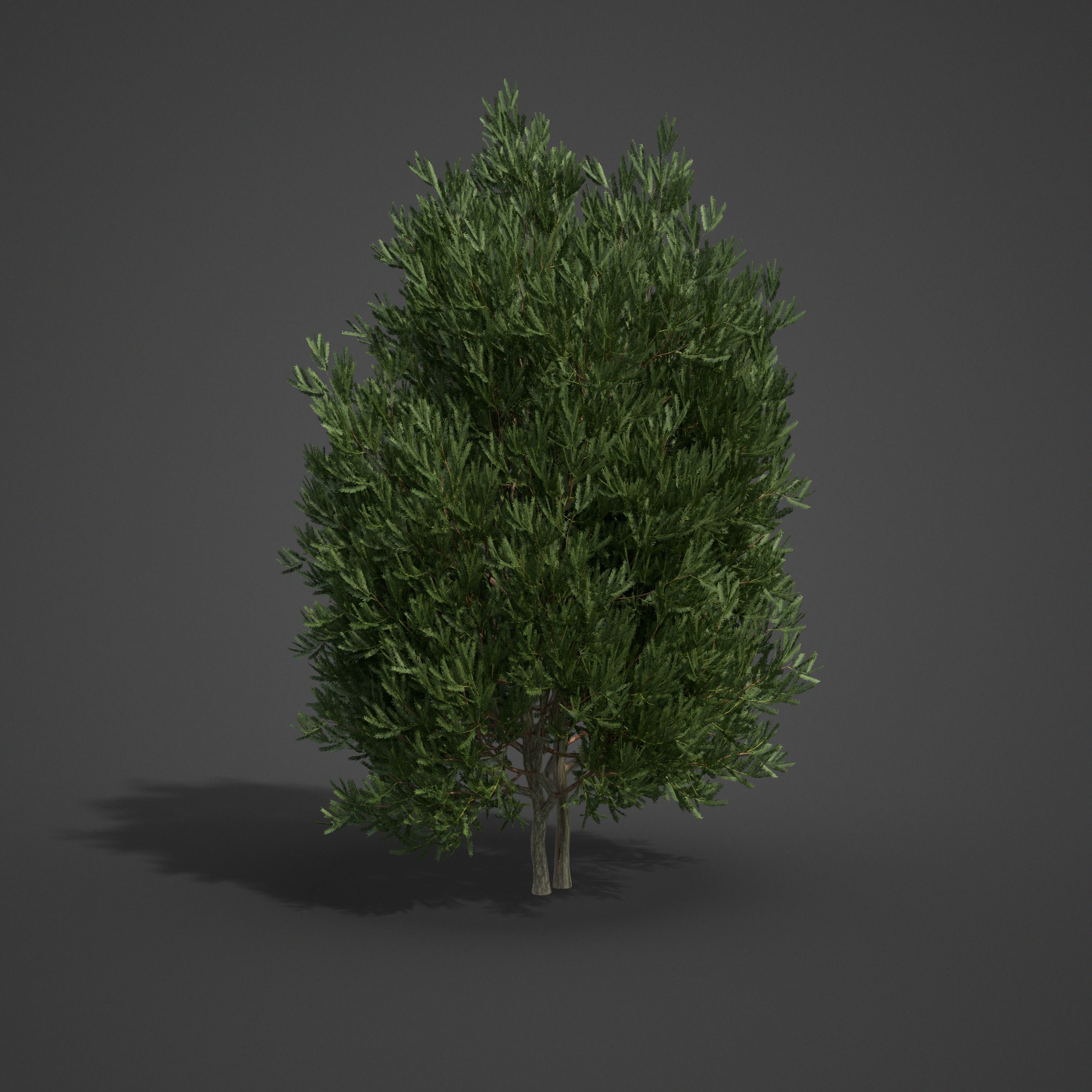 2021 PBR English Yew Collection - Taxus Baccata  3D model_3