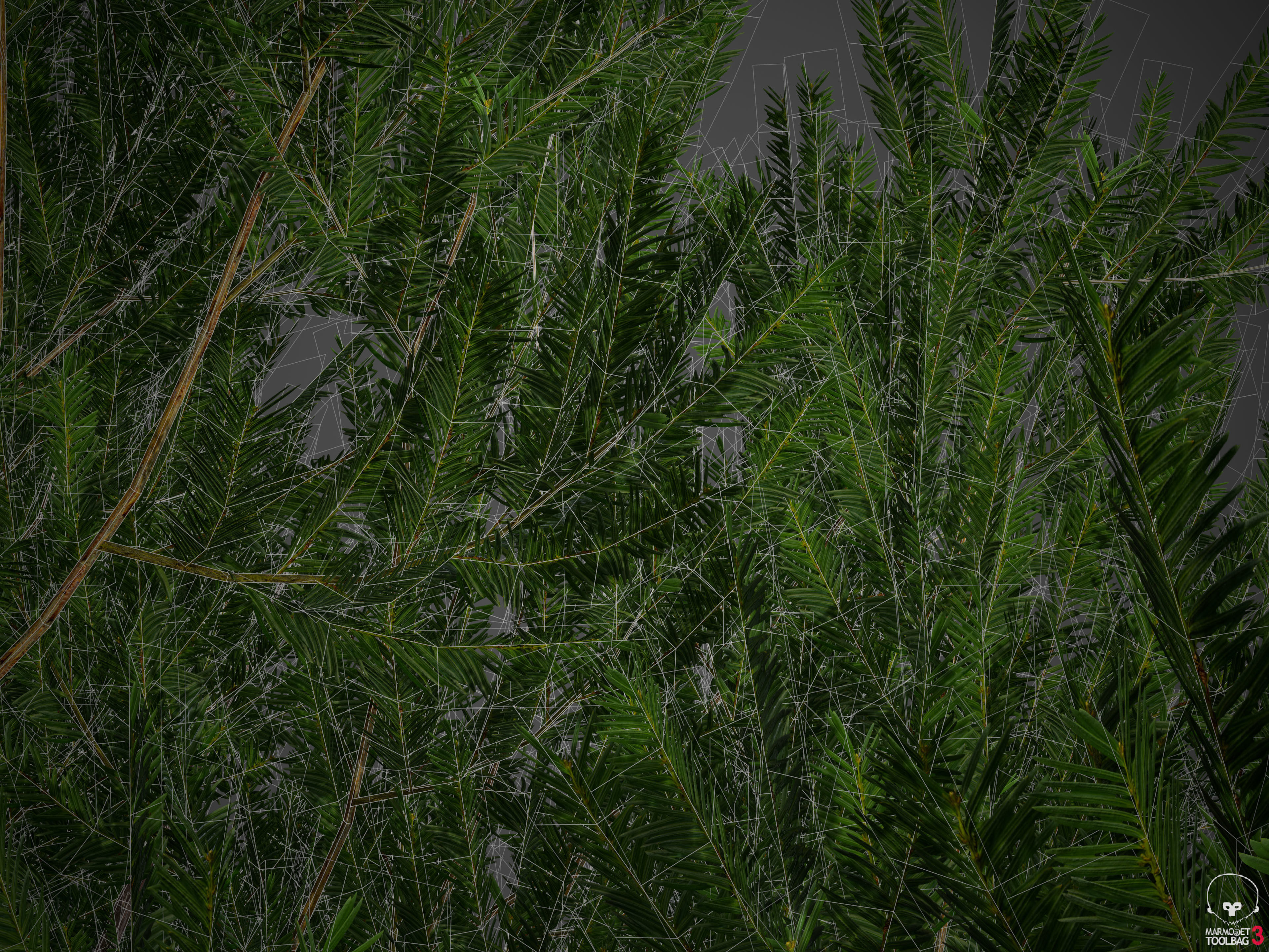 2021 PBR English Yew Collection - Taxus Baccata  3D model_7