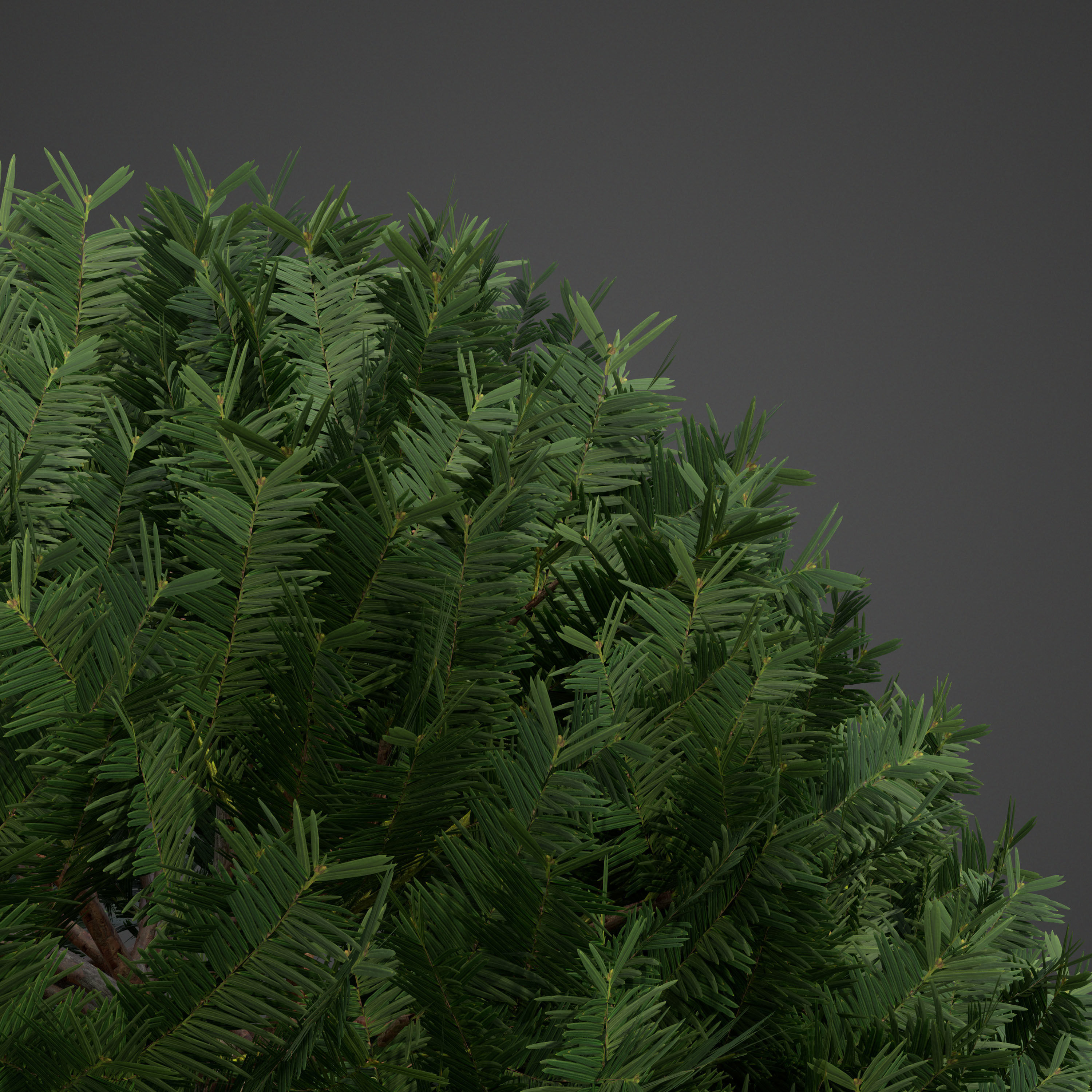 2021 PBR English Yew Collection - Taxus Baccata  3D model_6