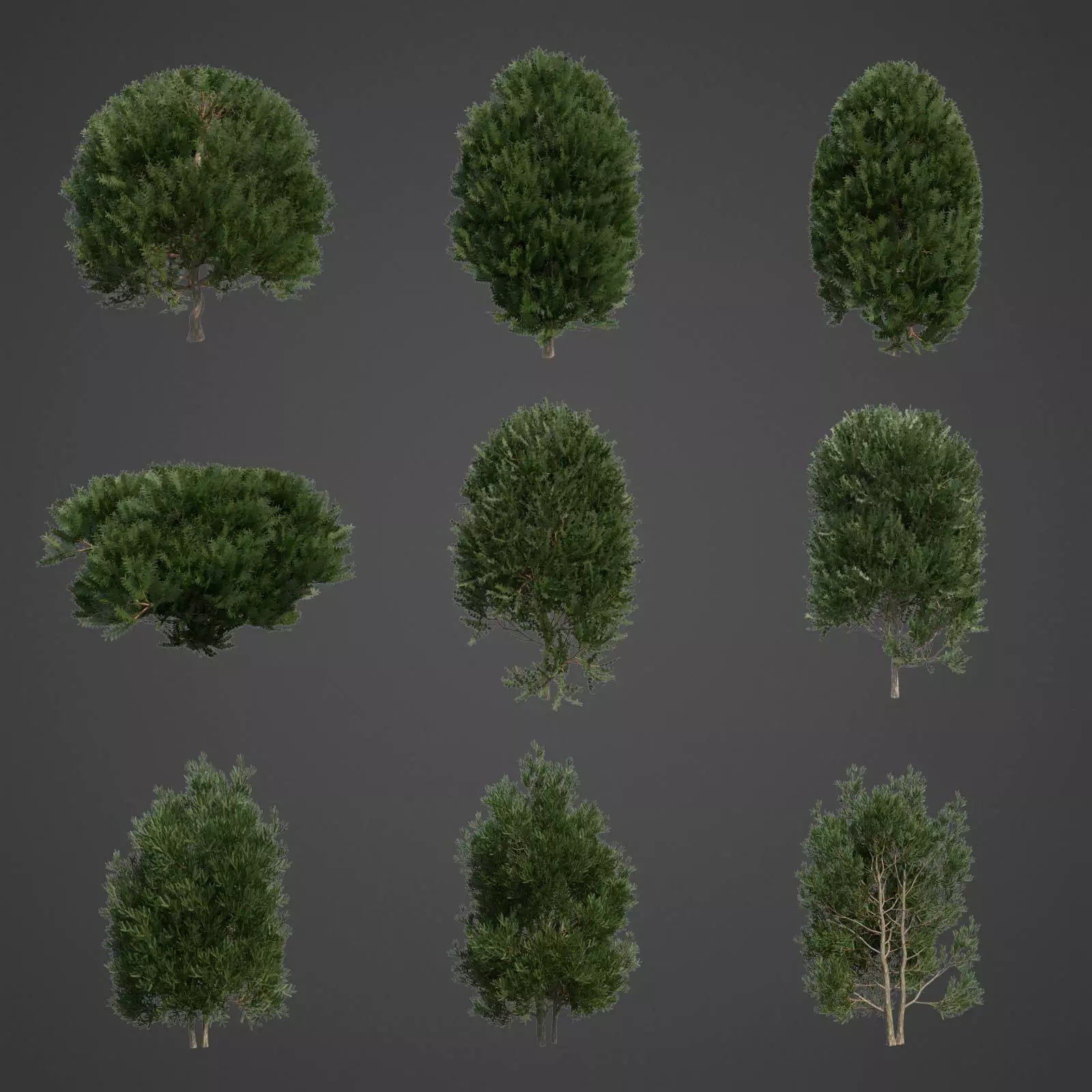 2021 PBR English Yew Collection - Taxus Baccata  3D model_0