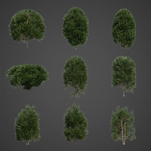 2021 PBR English Yew Collection - Taxus Baccata  3D model