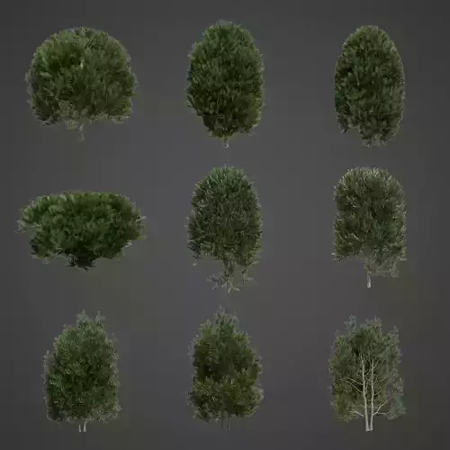 2021 PBR English Yew Collection - Taxus Baccata  3D model