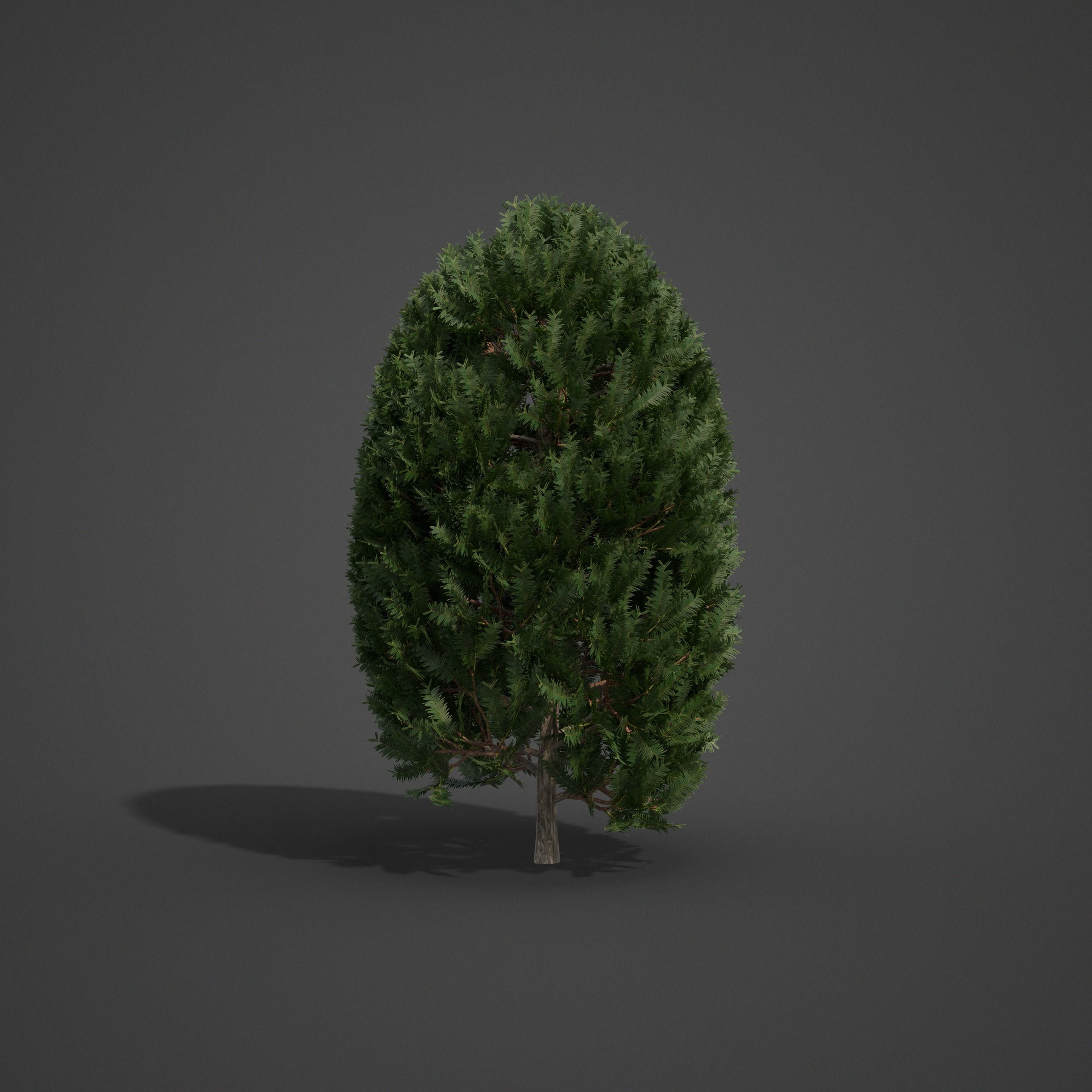 2021 PBR English Yew Collection - Taxus Baccata  3D model_4
