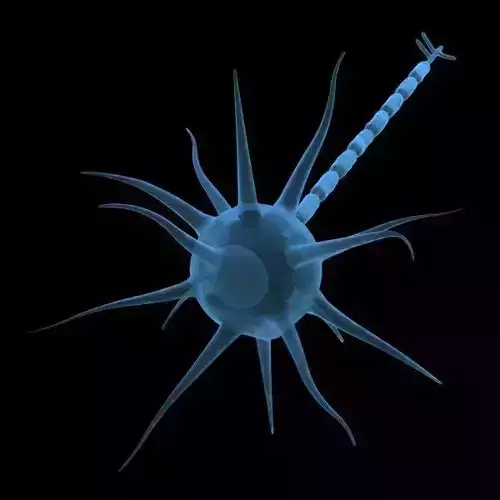 Neuron 3D model