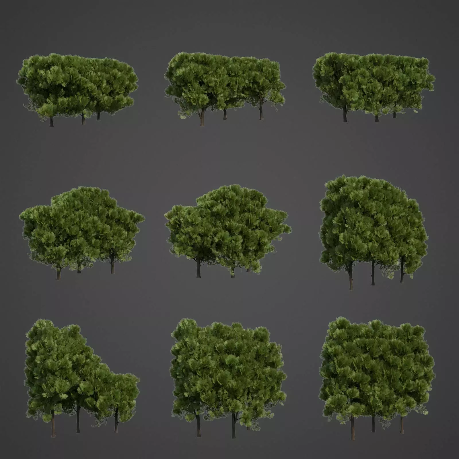 2021 PBR Western Red Cedar Collection - Thuja Plicata  3D model_0