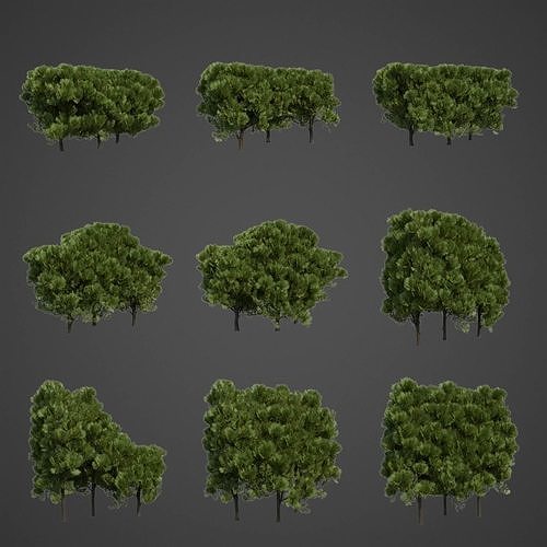 2021 PBR Western Red Cedar Collection - Thuja Plicata  3D model
