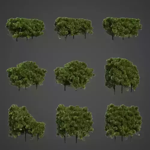 2021 PBR Western Red Cedar Collection - Thuja Plicata 