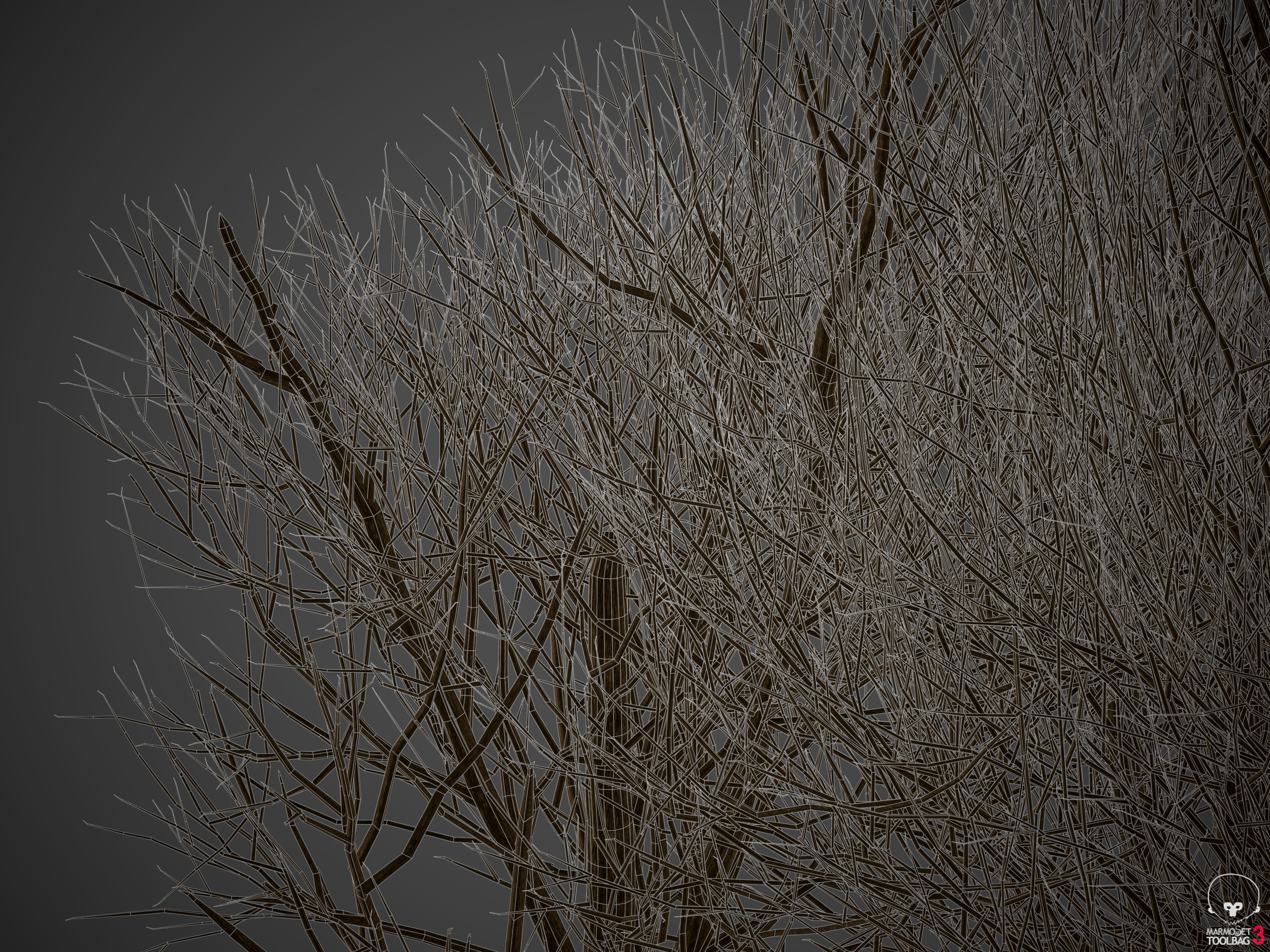 2021 PBR Western Red Cedar Collection - Thuja Plicata  3D model_7