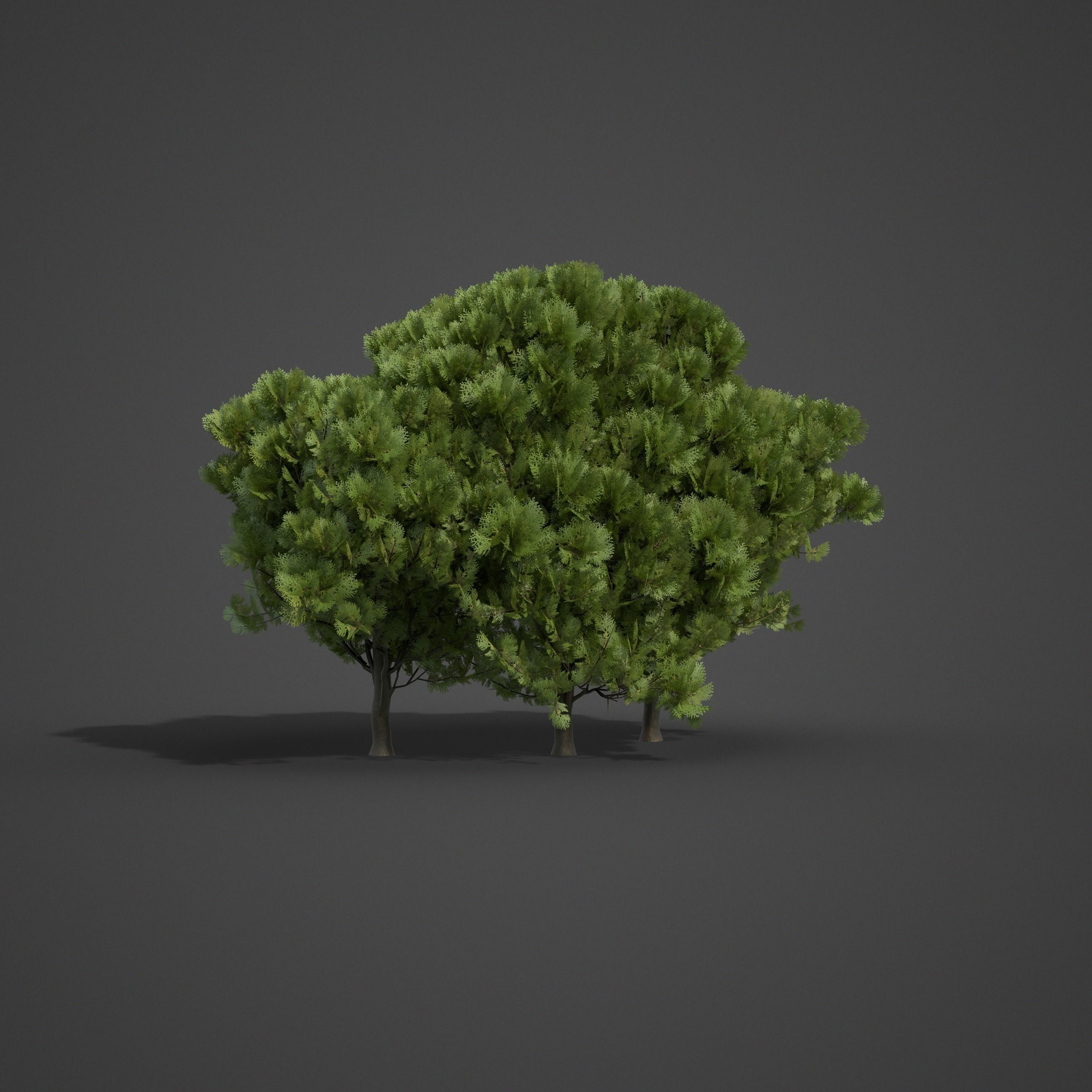 2021 PBR Western Red Cedar Collection - Thuja Plicata  3D model_3