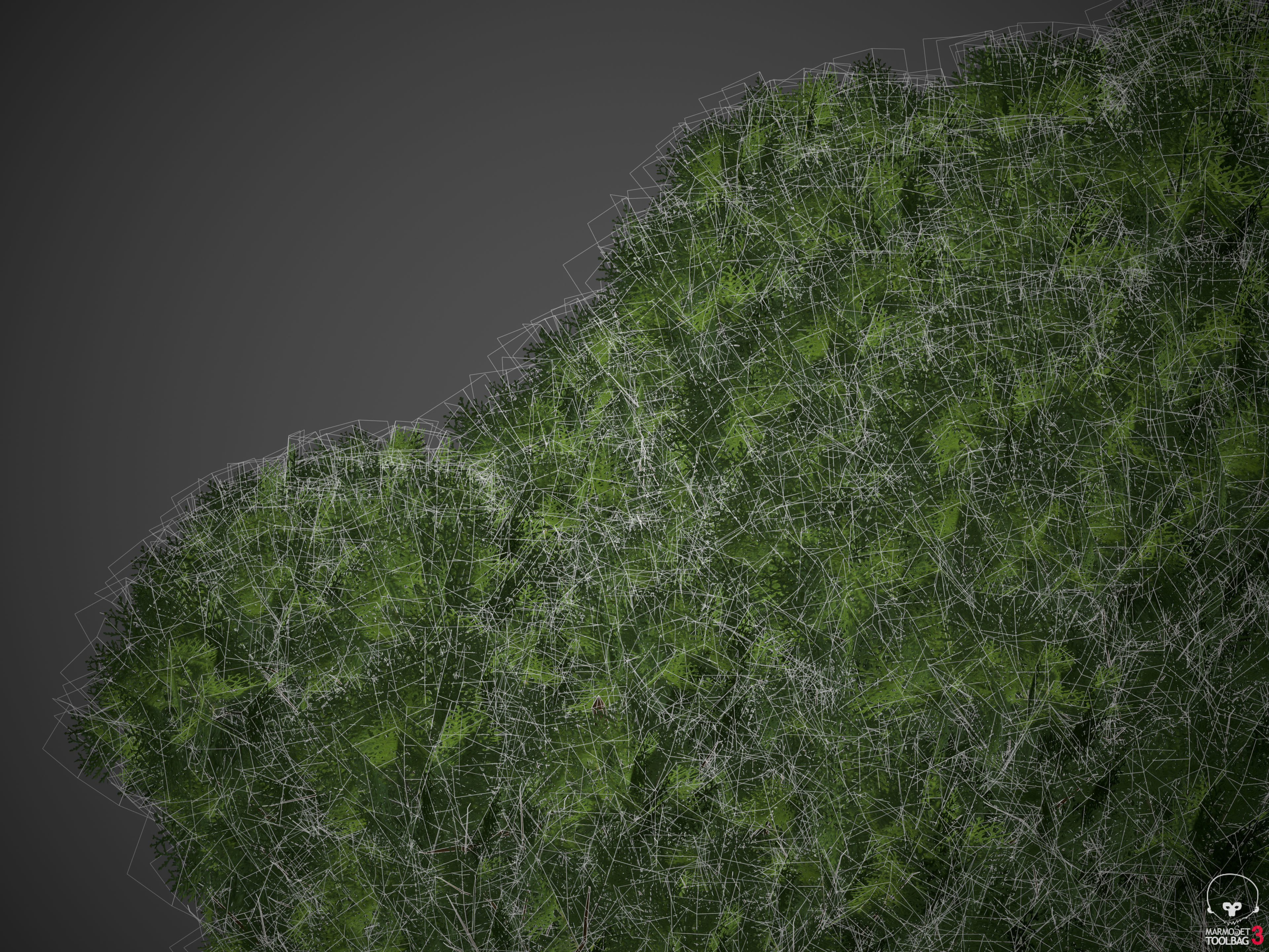 2021 PBR Western Red Cedar Collection - Thuja Plicata  3D model_6