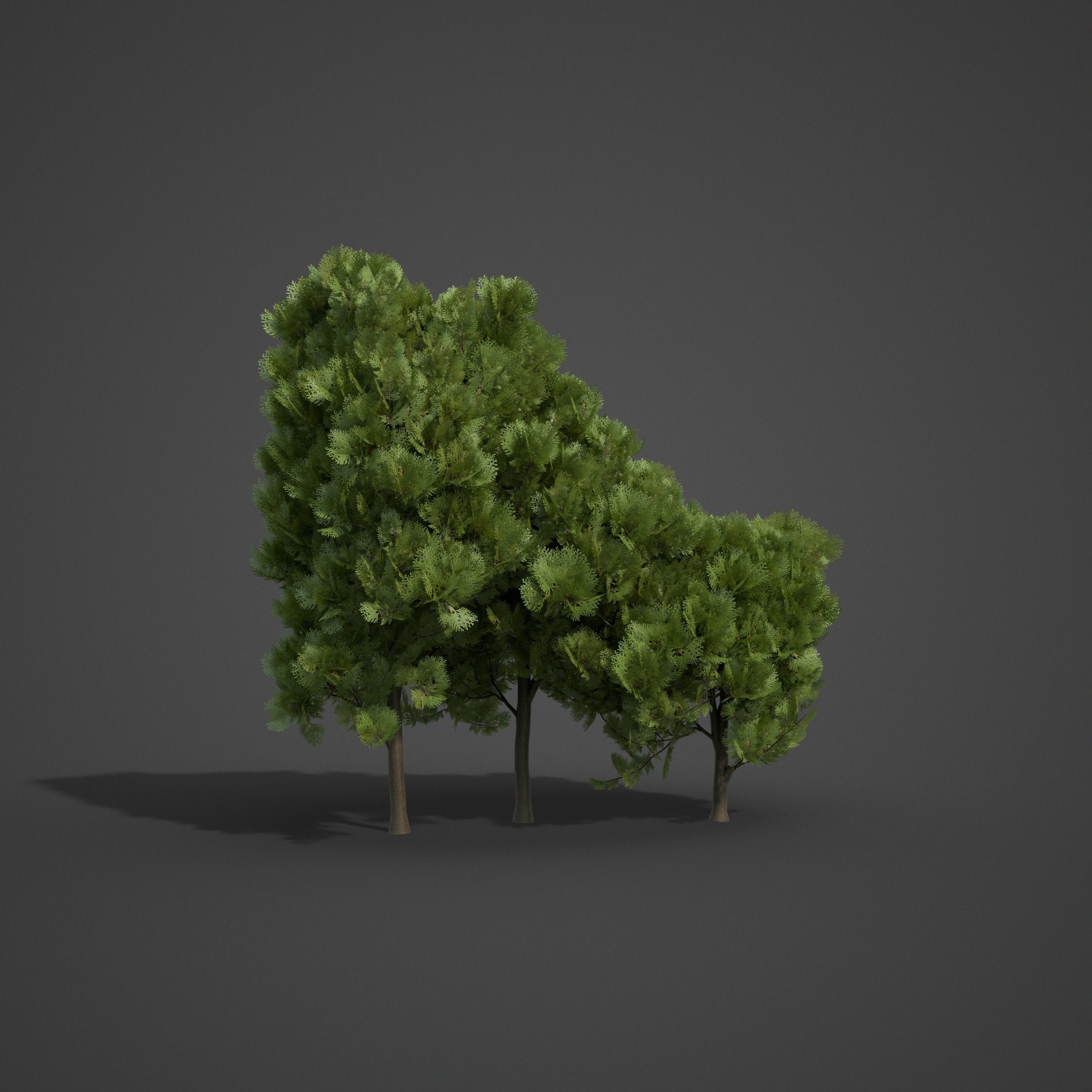 2021 PBR Western Red Cedar Collection - Thuja Plicata  3D model_5