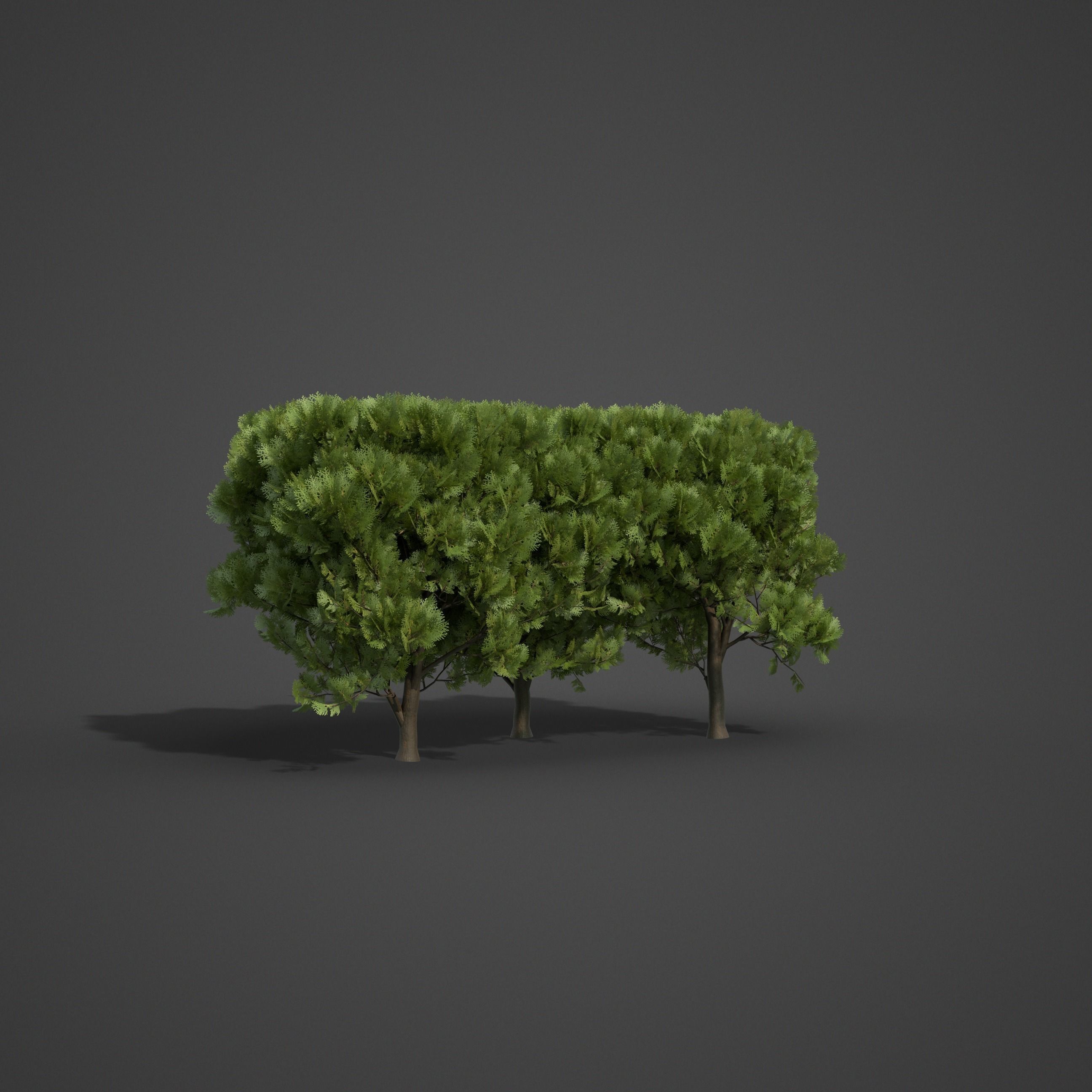 2021 PBR Western Red Cedar Collection - Thuja Plicata  3D model_4