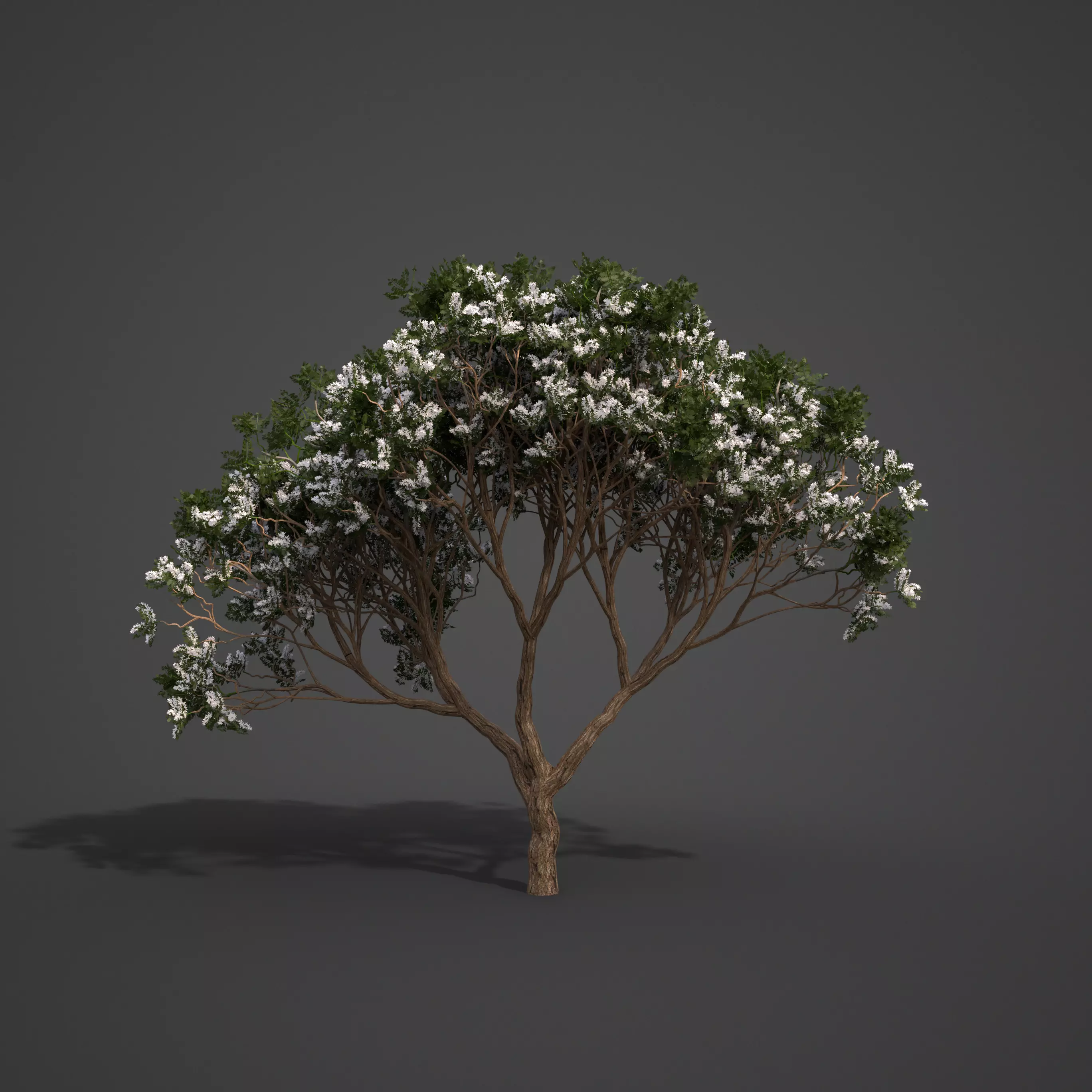 2021 PBR Chinaberry Collection - Melia Azedarach Free 3D model