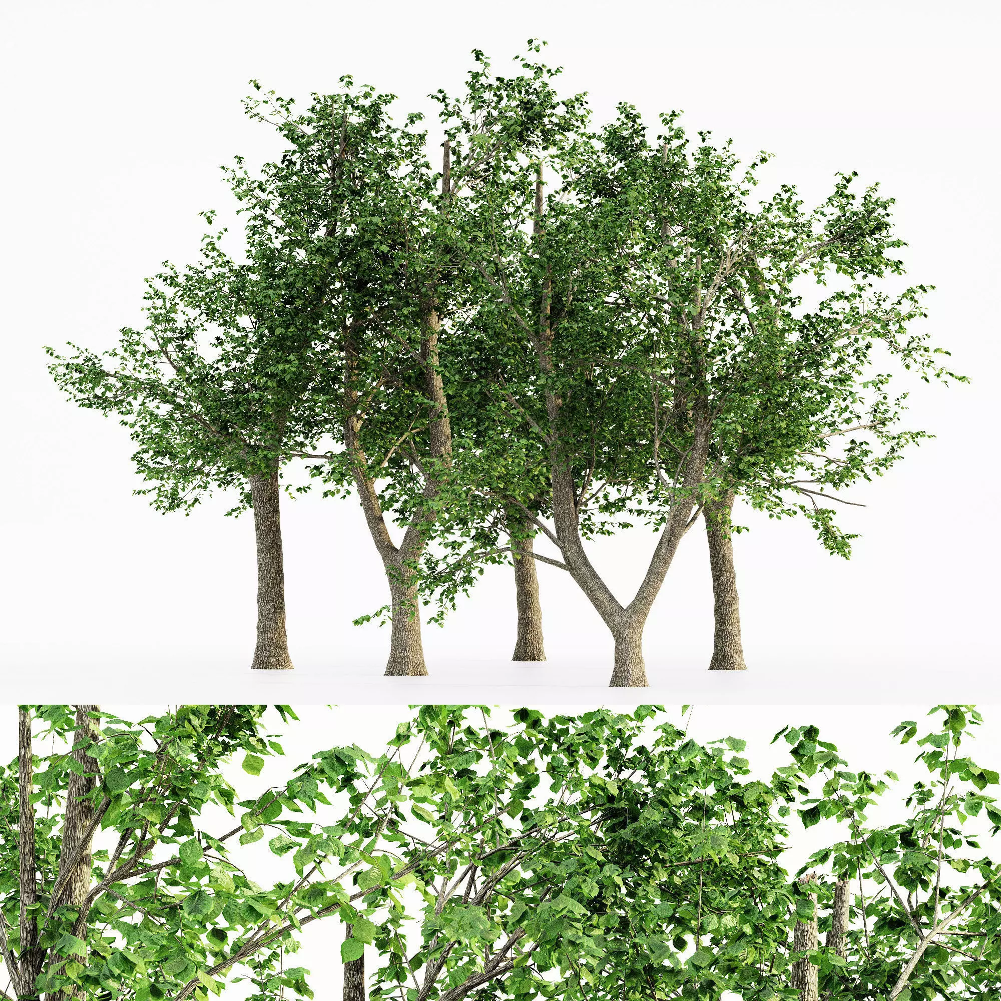 Green Ash tree collection 5 trees in the scene Free 3D model