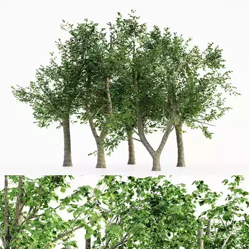 Green Ash tree collection 5 trees in the scene