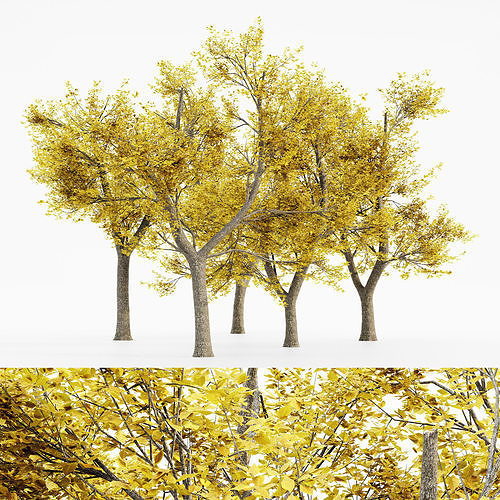 Green Ash Fall tree collection 5 trees in the scene 3D model
