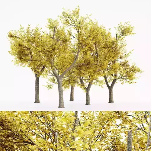 Green Ash Fall tree collection 5 trees in the scene 3D model