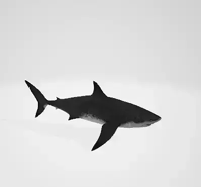 megalodon great shark