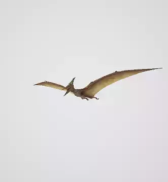 pterodactyl dinosaur flying in sky