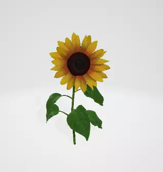 sunflower 3D model