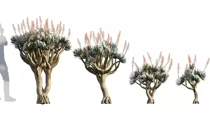 Aloe plicatilis - Fan Aloe - 01