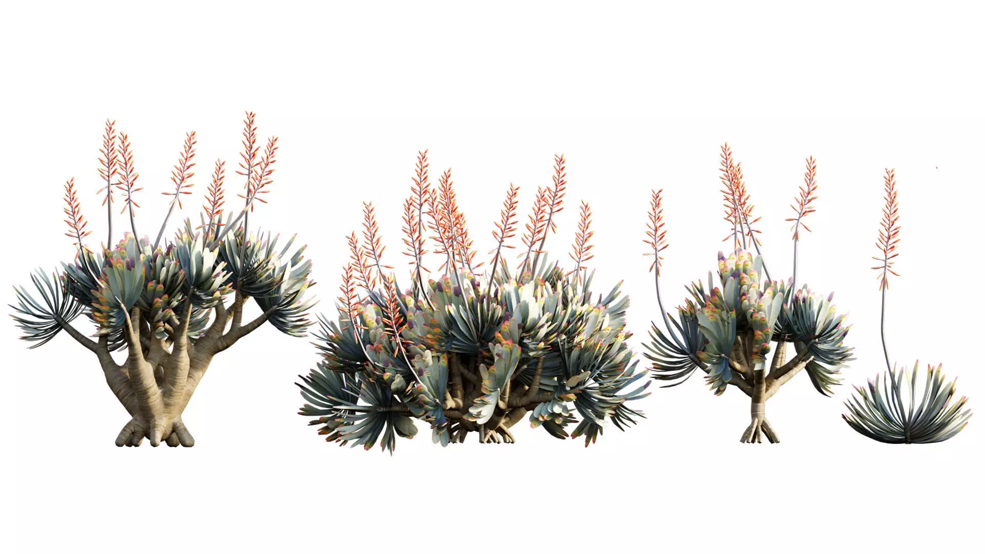 Aloe plicatilis - Fan Aloe - 02 3D model_0