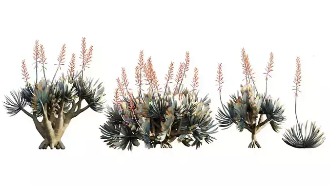 Aloe plicatilis - Fan Aloe - 02