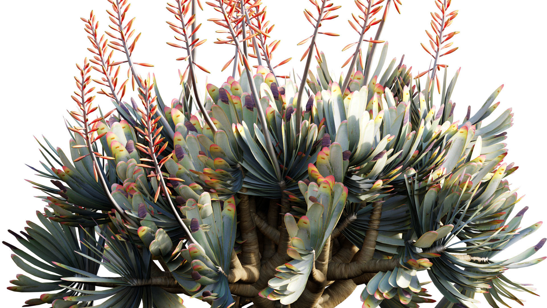 Aloe plicatilis - Fan Aloe - 02 3D model_2