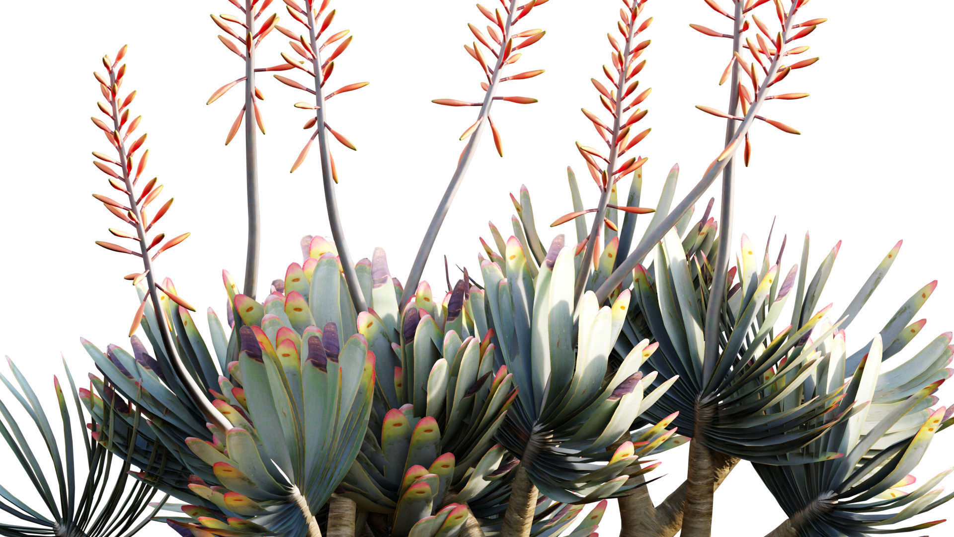 Aloe plicatilis - Fan Aloe - 02 3D model_1