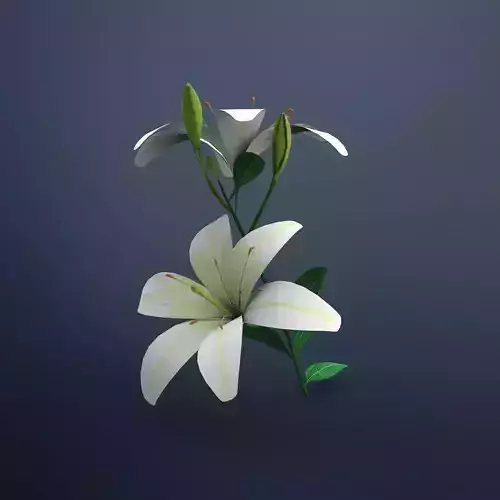 Lily flower